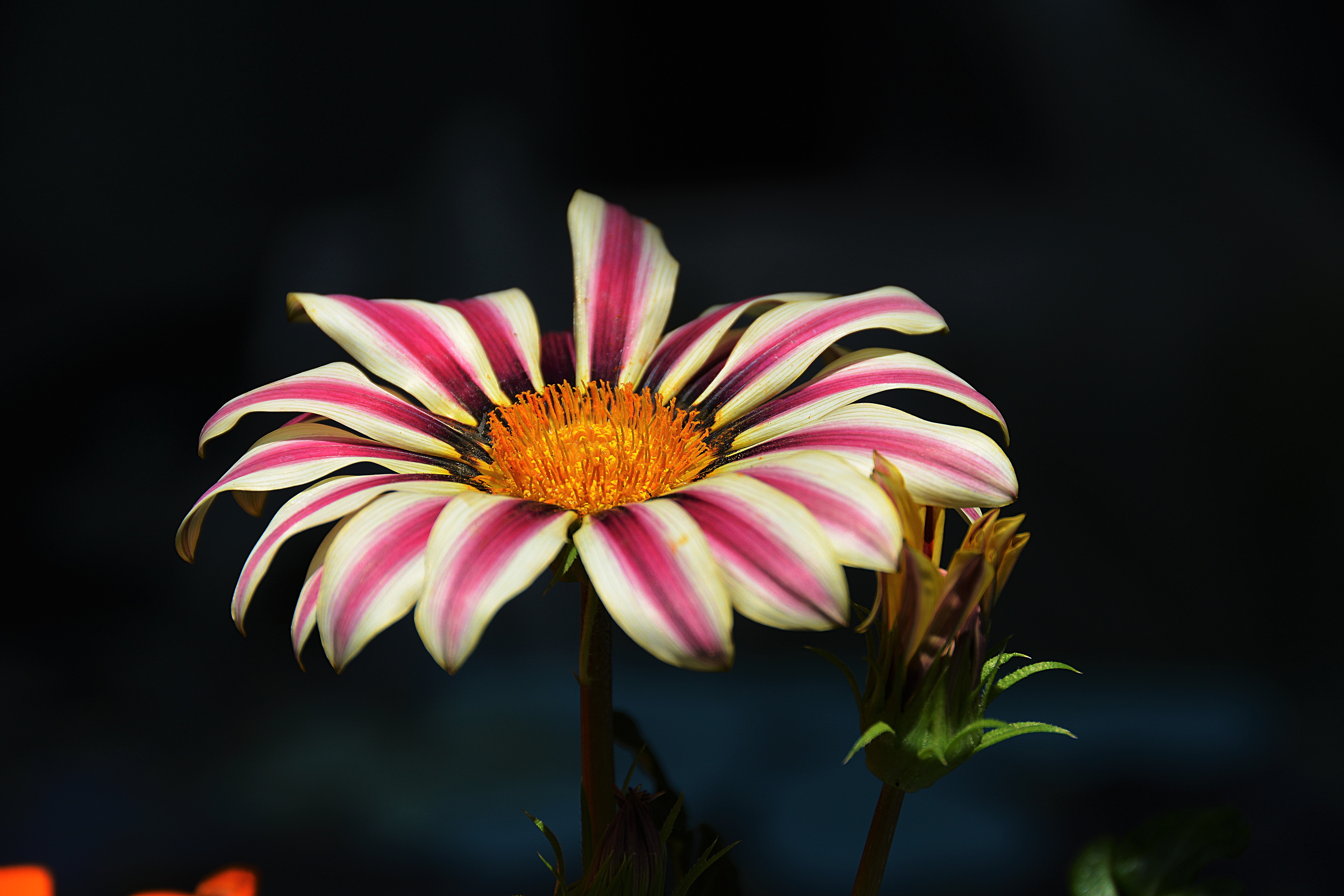 Gazania Wallpapers