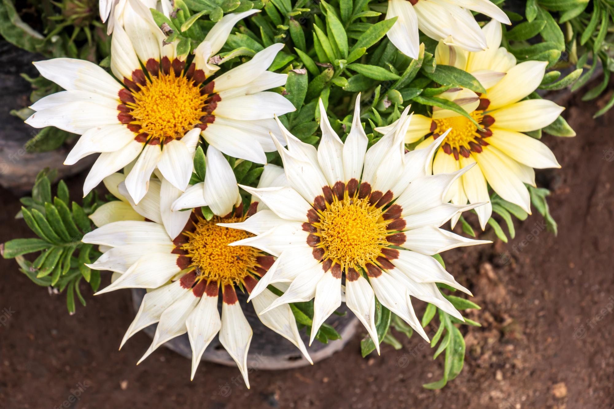 Gazania Wallpapers