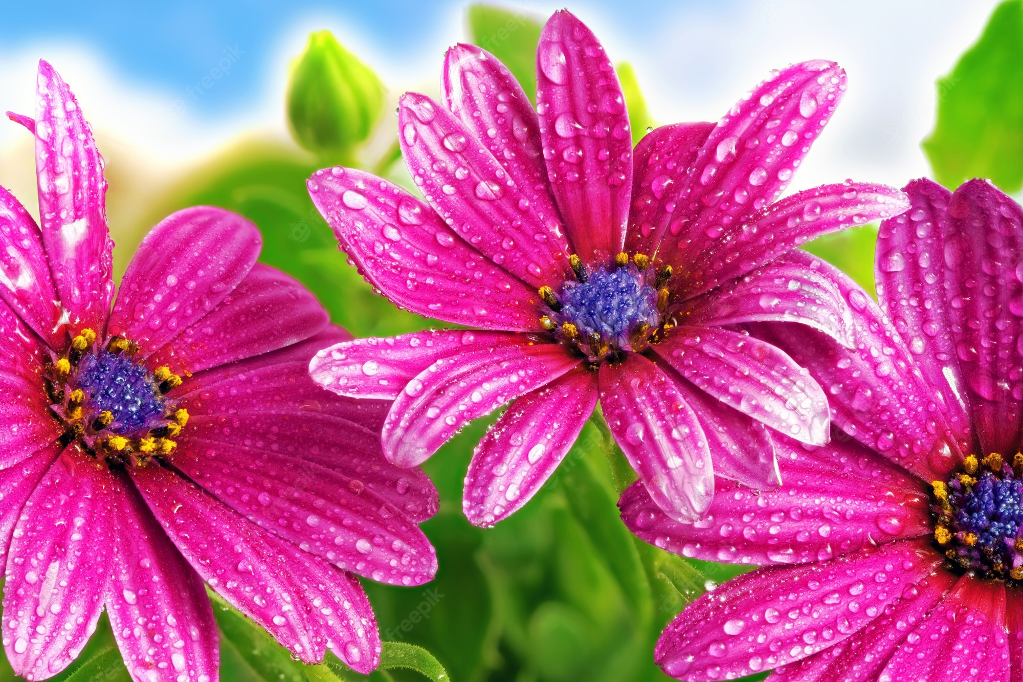 Gazania Wallpapers