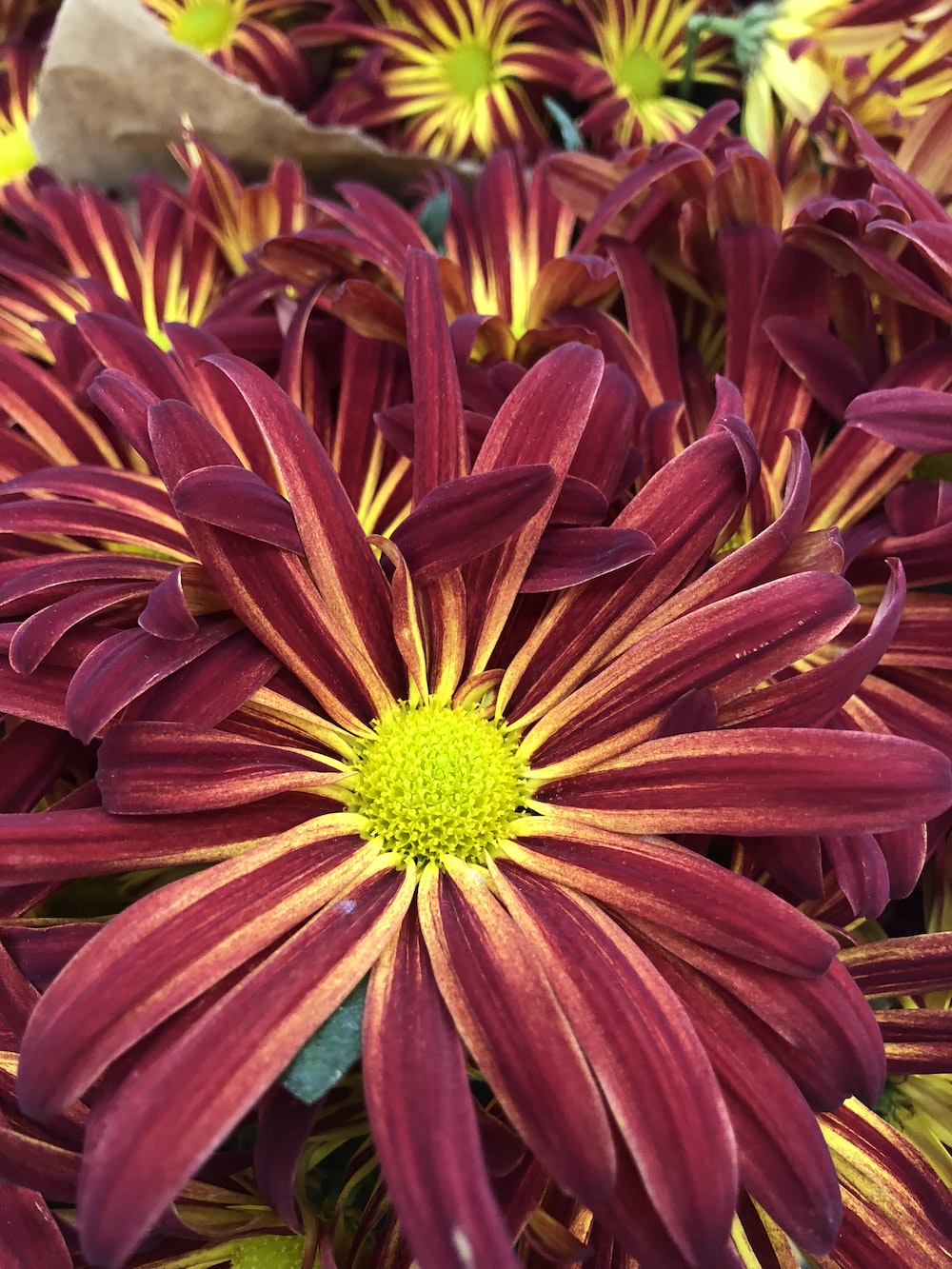 Gazania Wallpapers