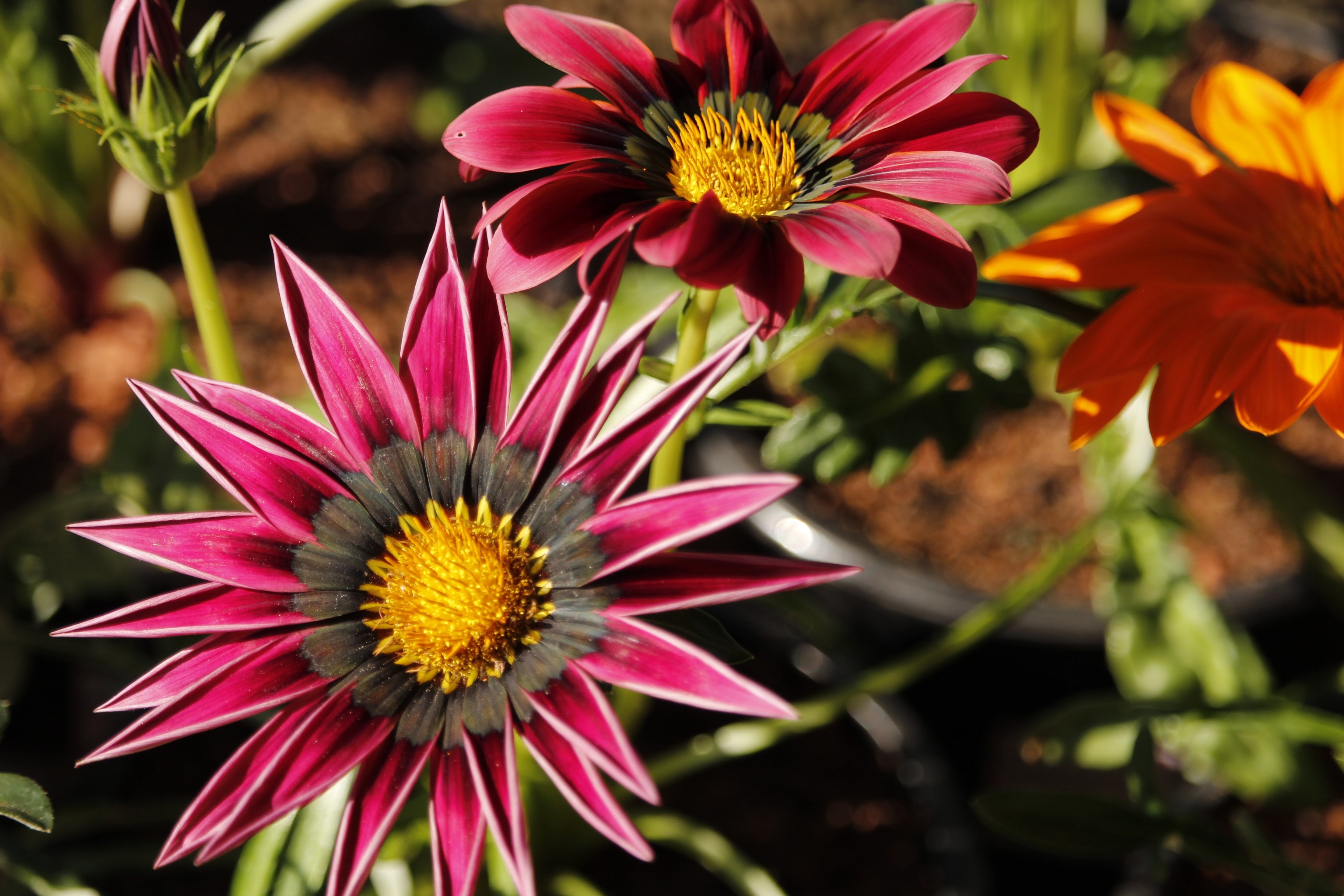 Gazania Wallpapers