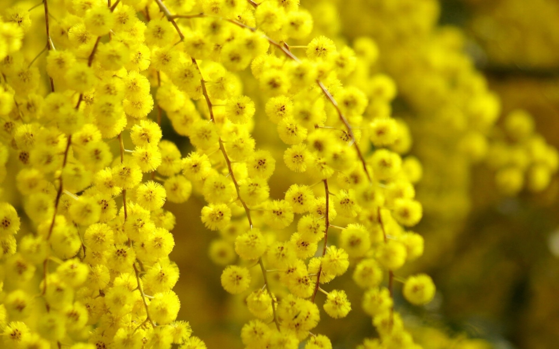 Golden Wattle Wallpapers