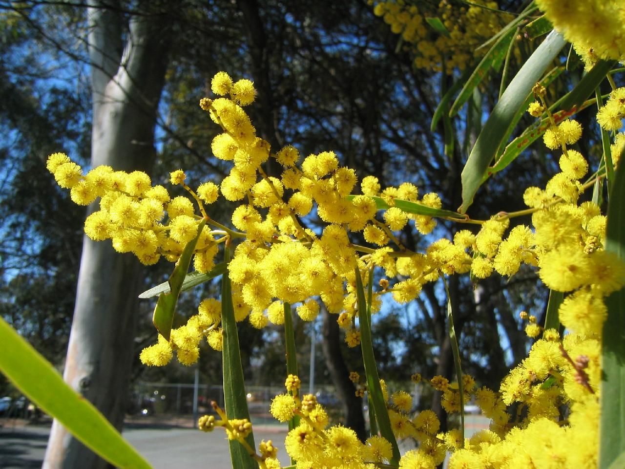 Golden Wattle Wallpapers