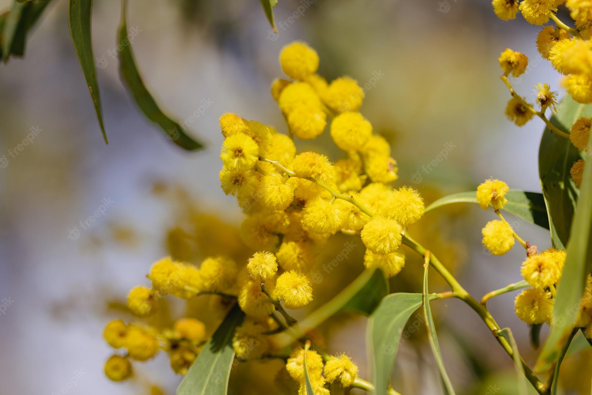 Golden Wattle Wallpapers