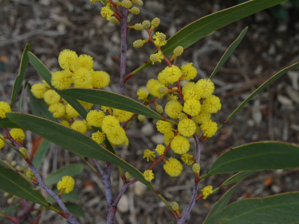 Golden Wattle Wallpapers