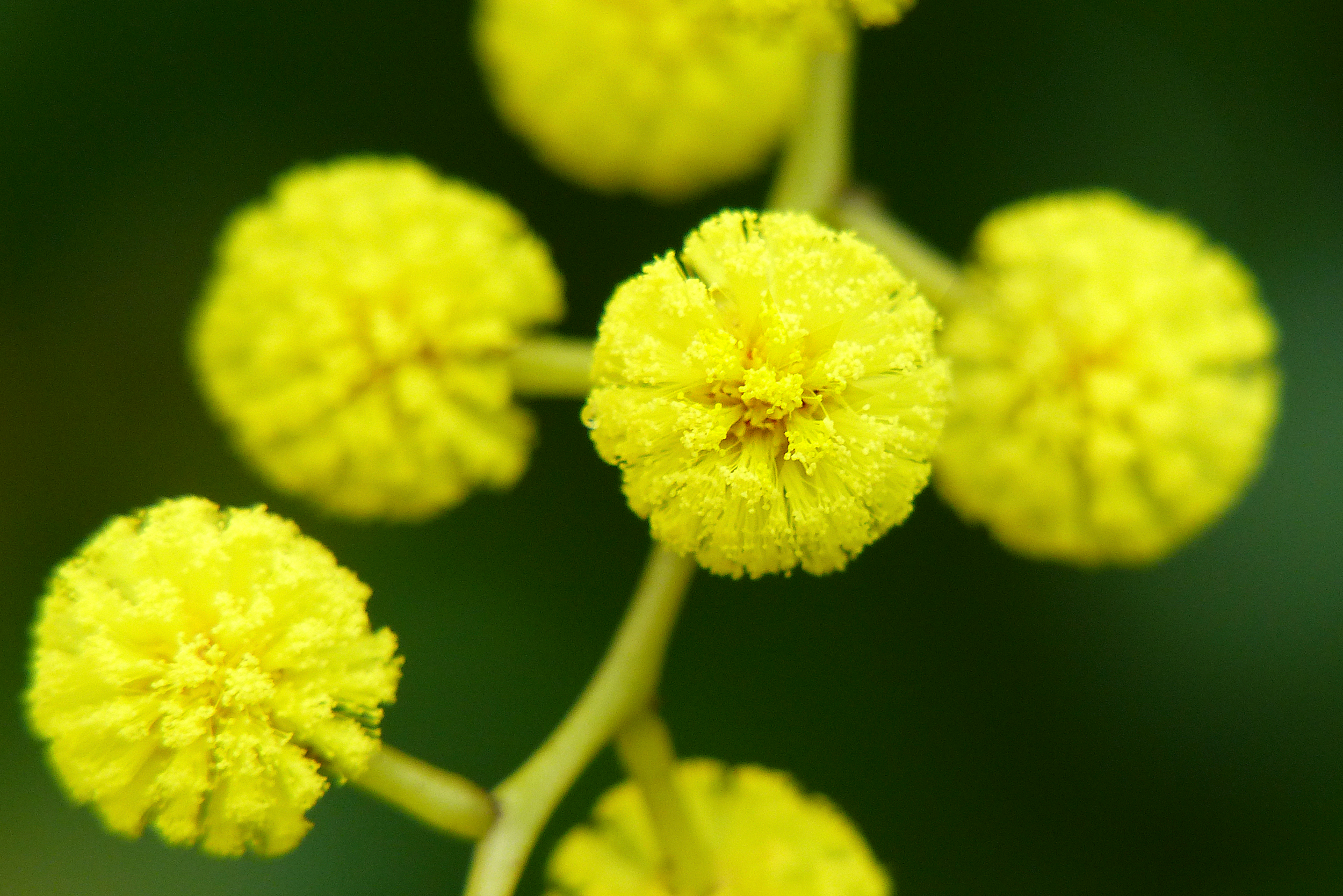 Golden Wattle Wallpapers