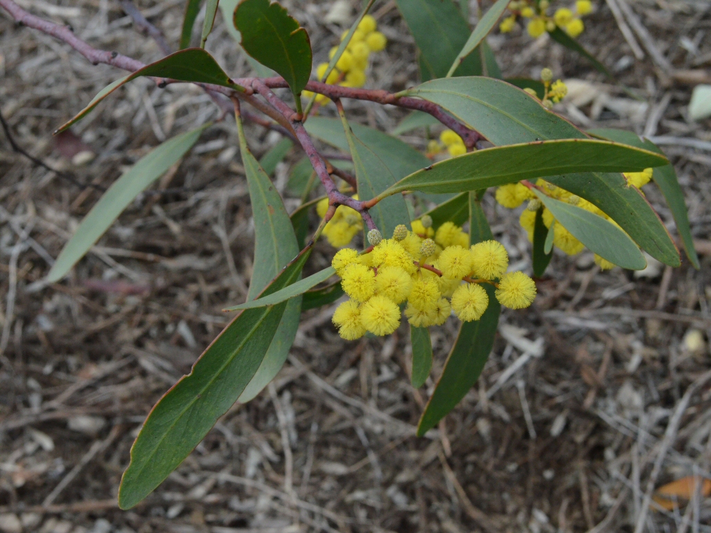 Golden Wattle Wallpapers