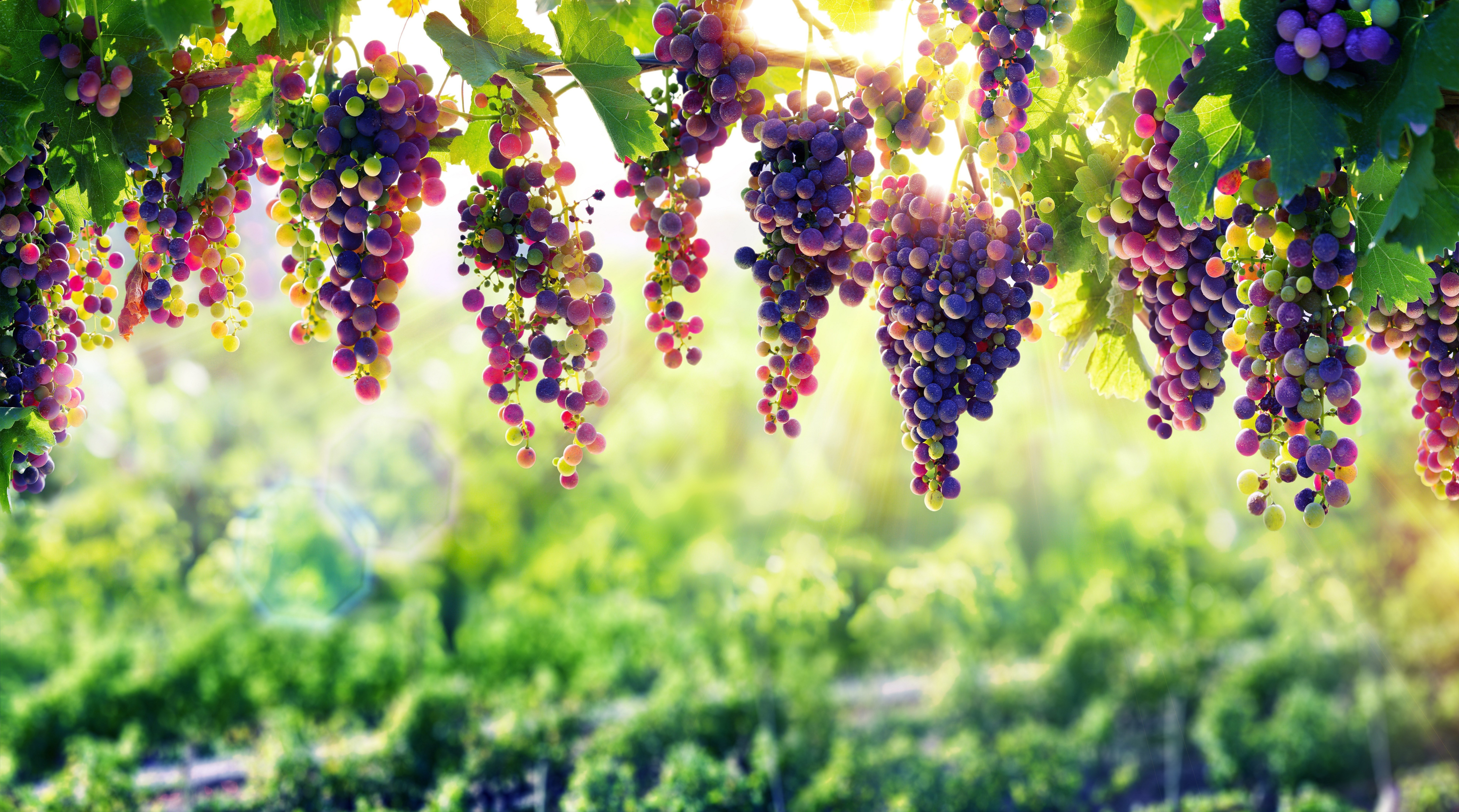 Grape Wallpapers