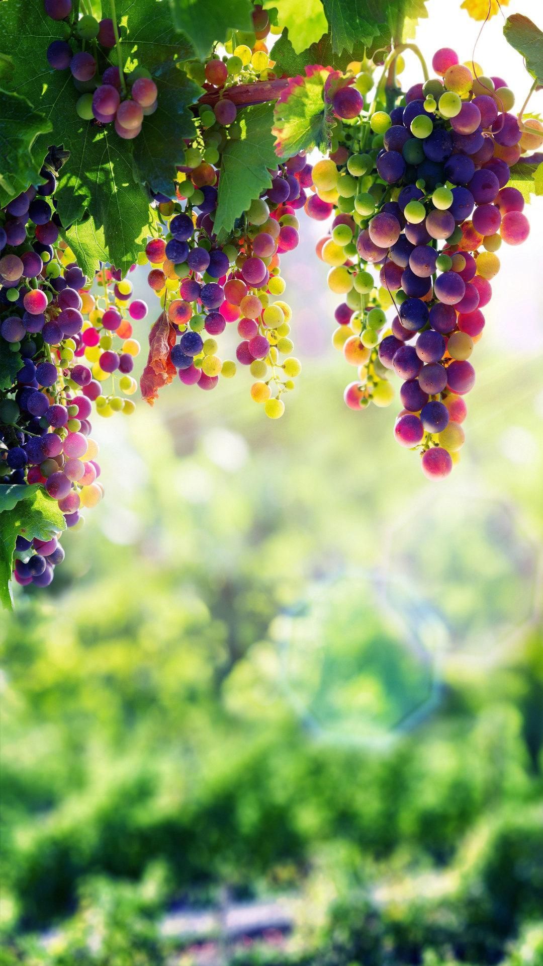 Grape Wallpapers