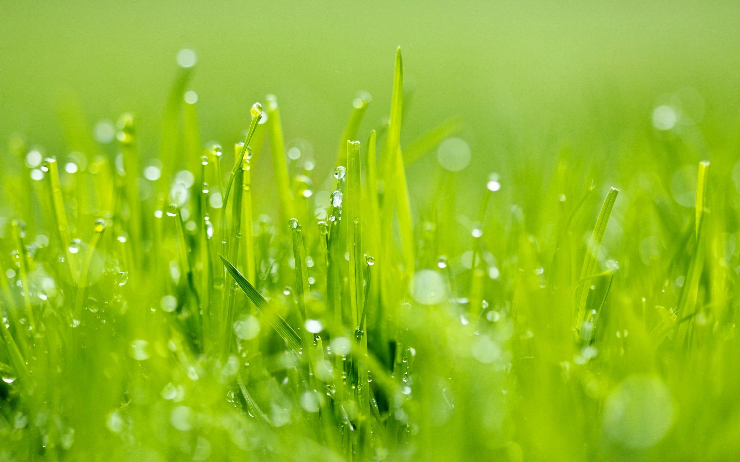 Grass Wallpapers