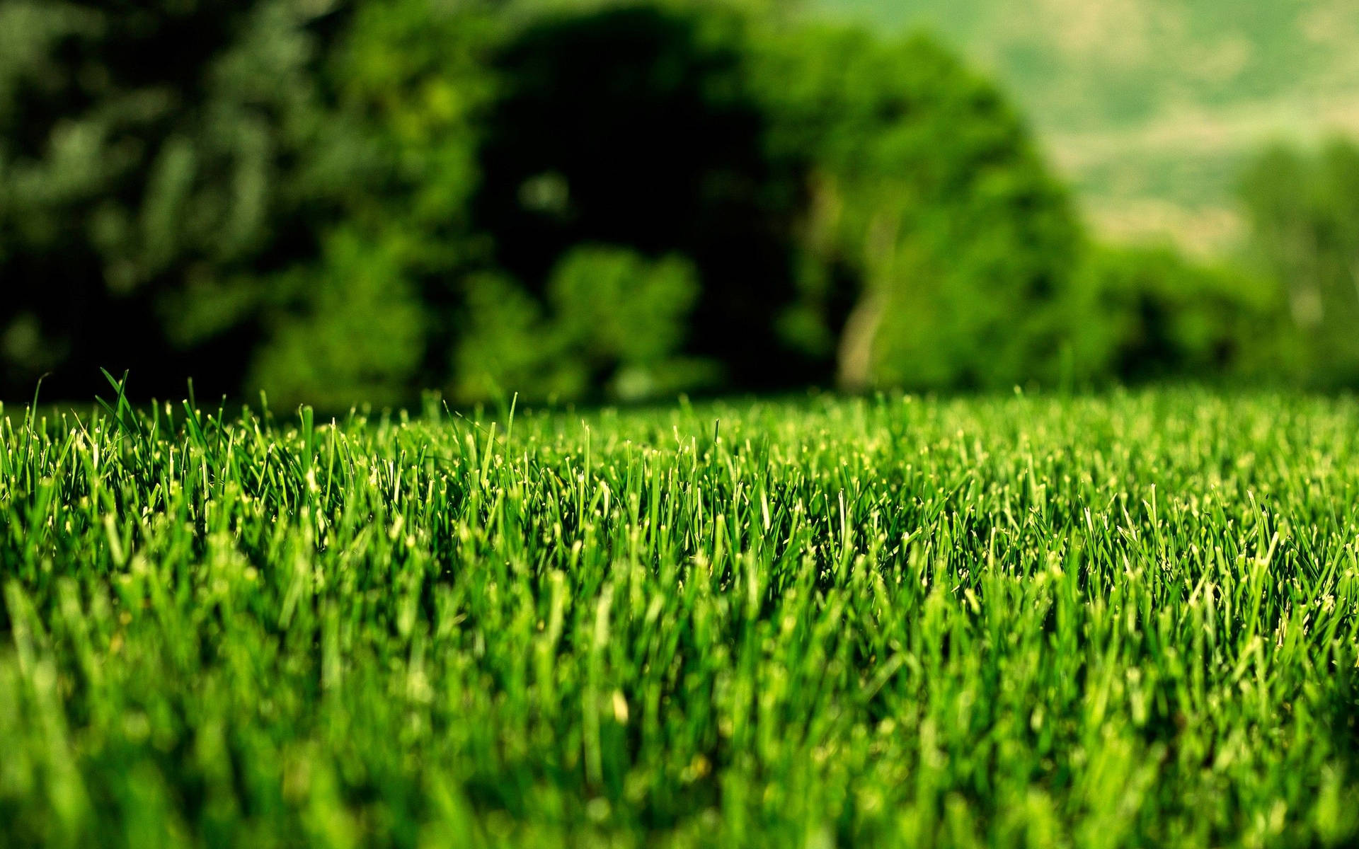 Grass Wallpapers