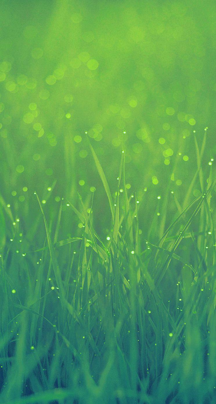 Grass Wallpapers