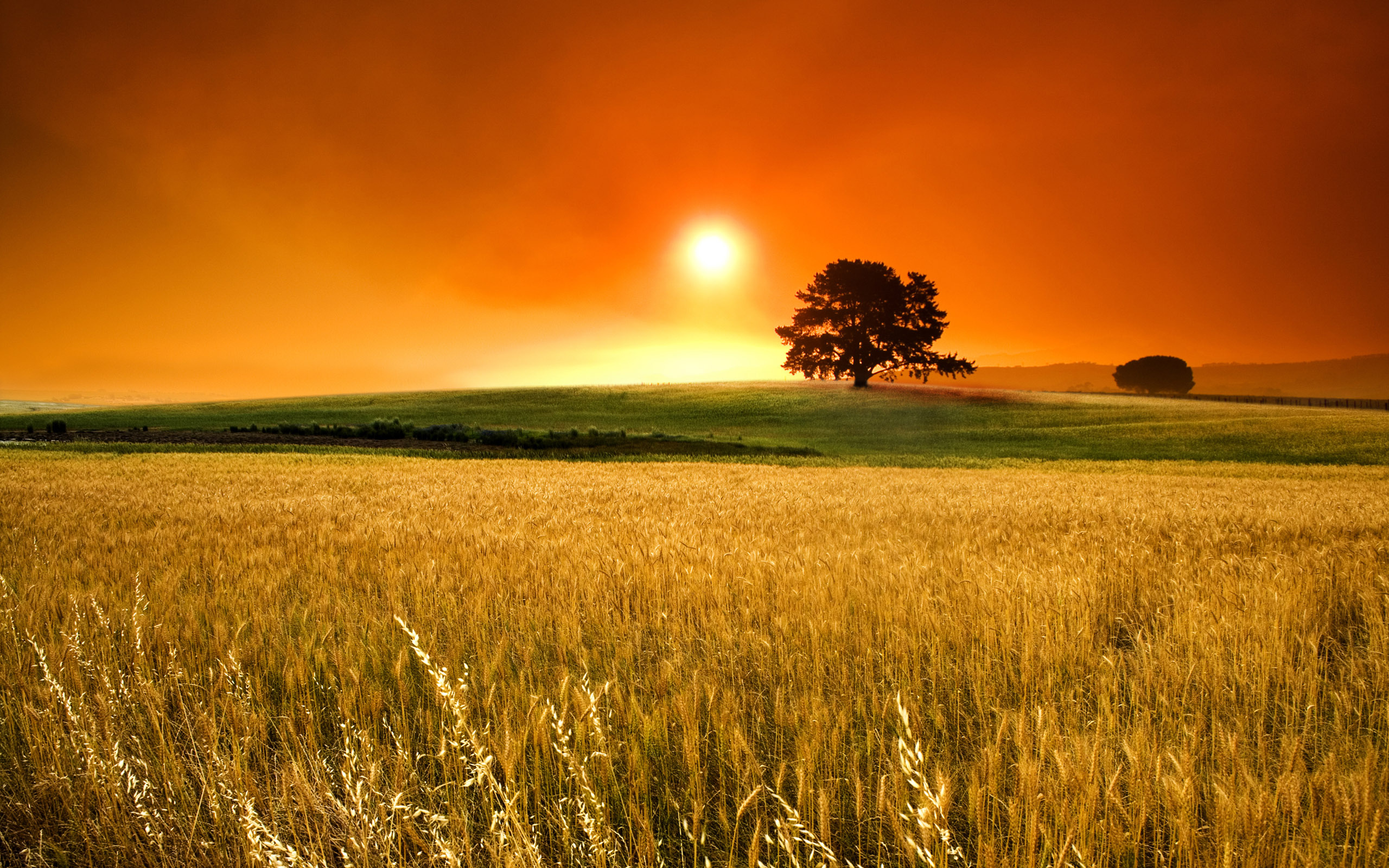 Grass Sunset Wallpapers