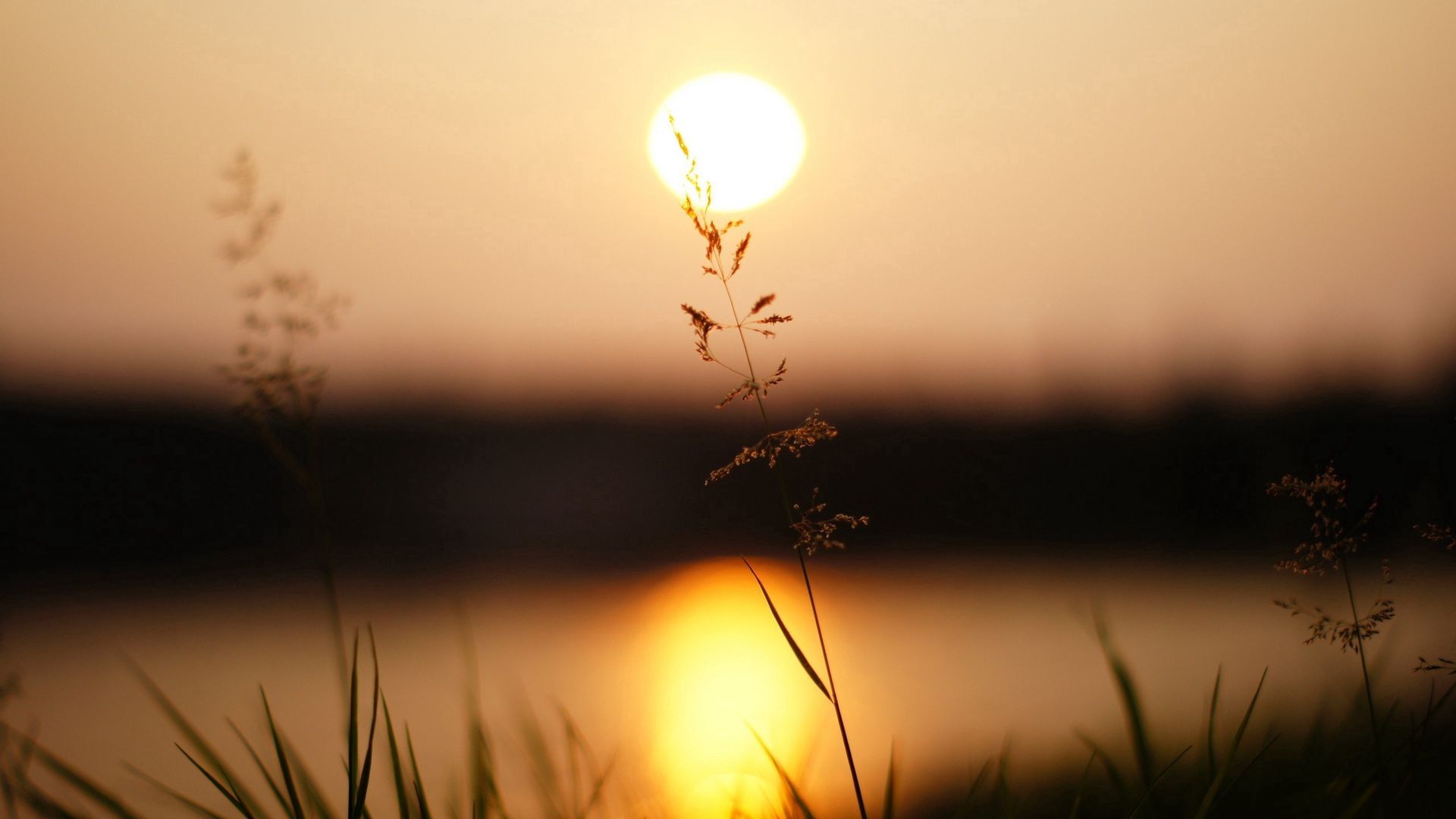 Grass Sunset Wallpapers