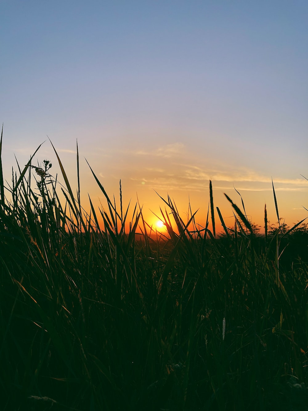 Grass Sunset Wallpapers