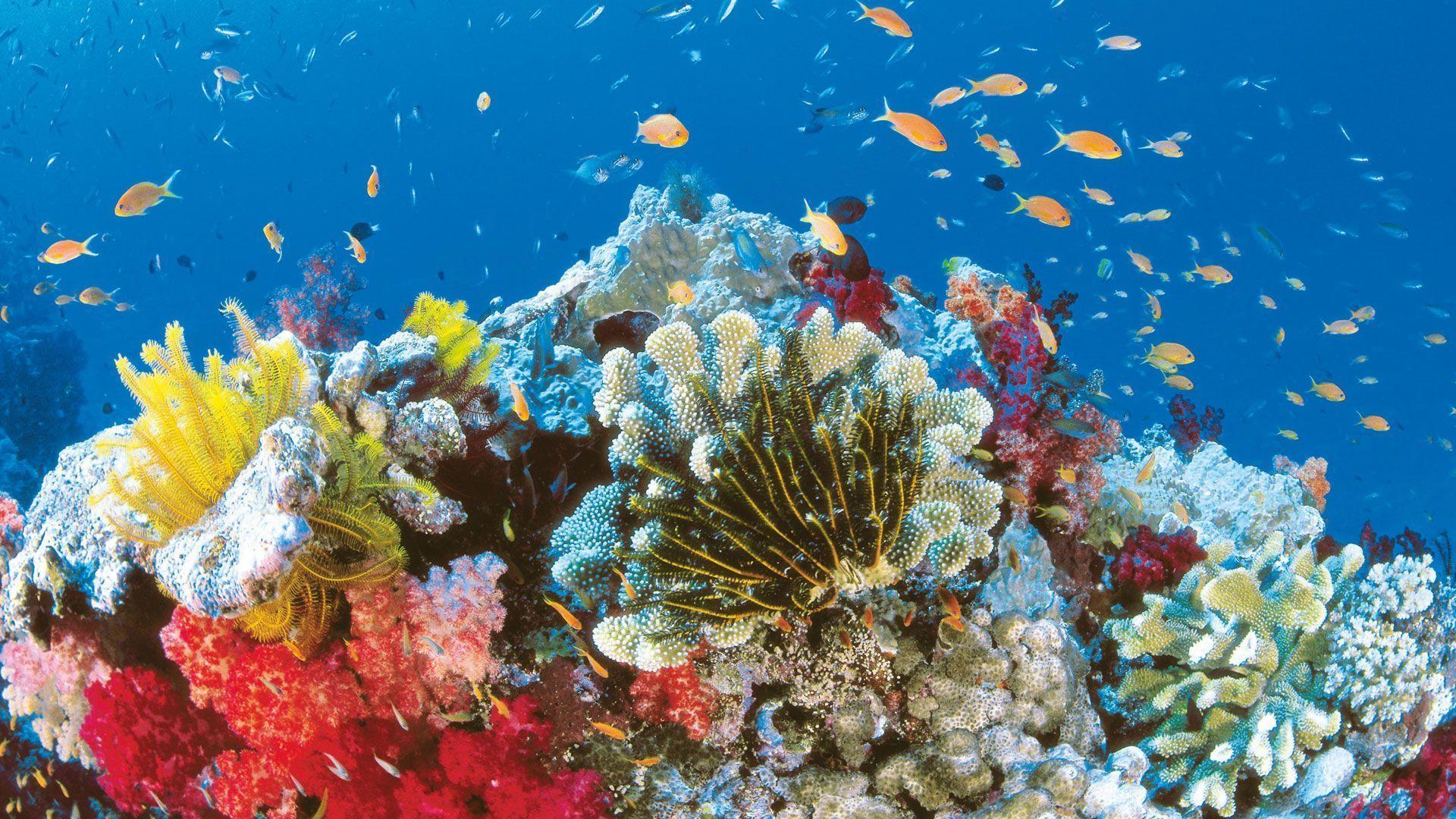 Great Barrier Reef Wallpapers