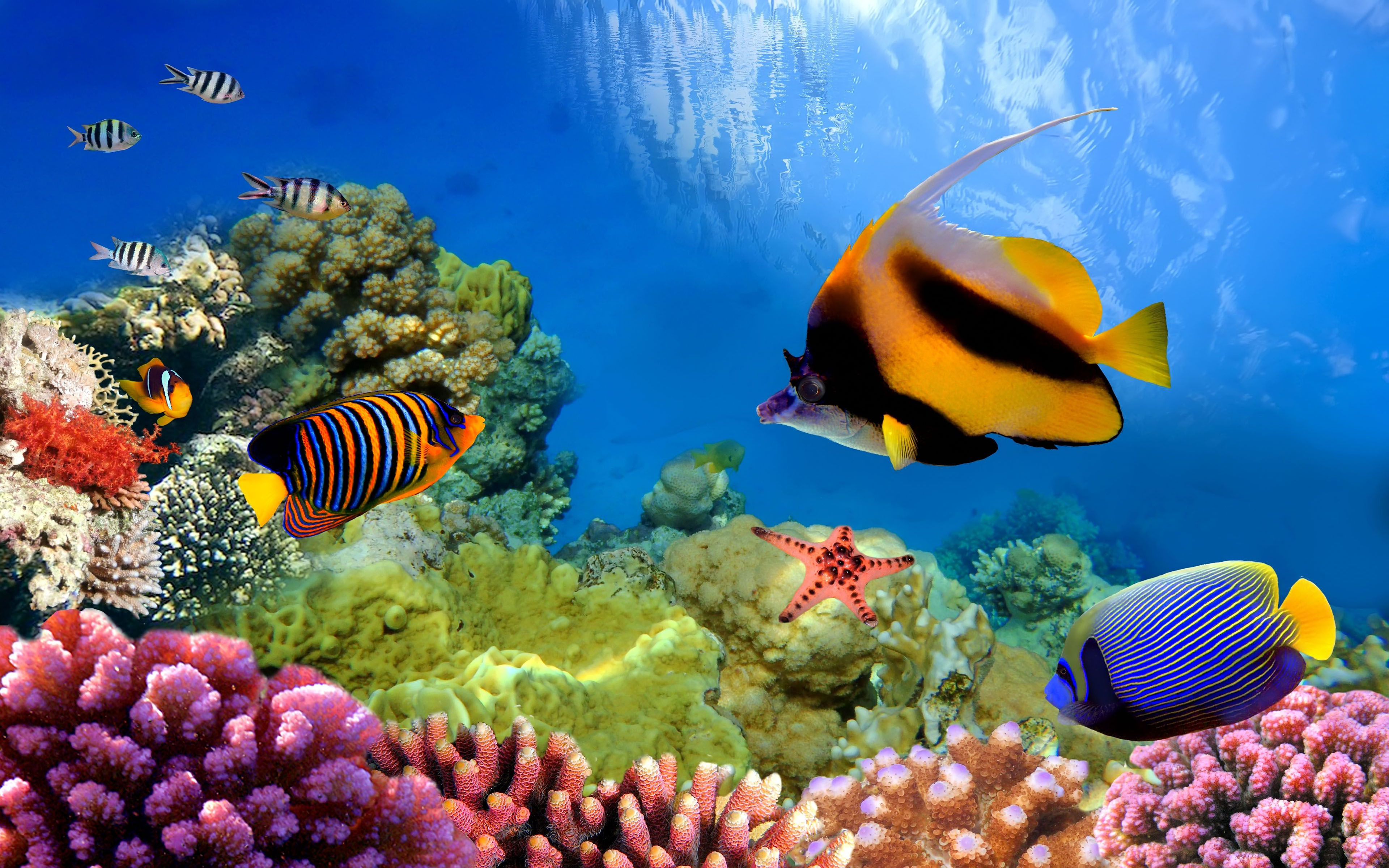 Great Barrier Reef Wallpapers