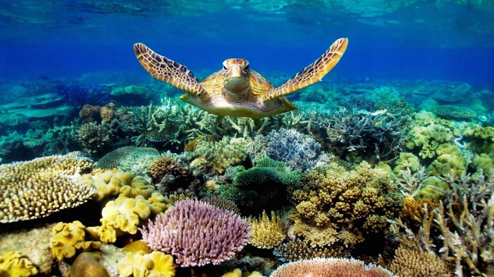 Great Barrier Reef Wallpapers