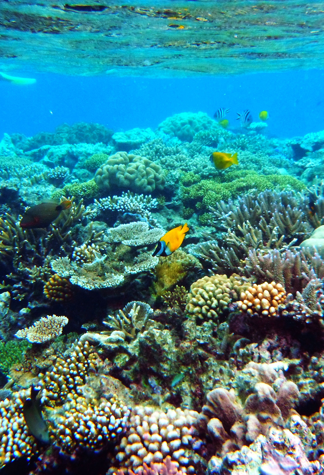 Great Barrier Reef Wallpapers