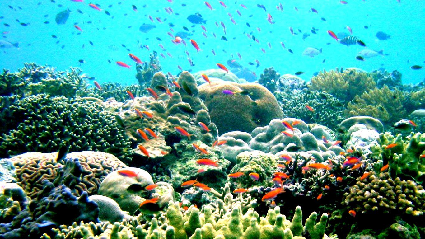 Great Barrier Reef Wallpapers