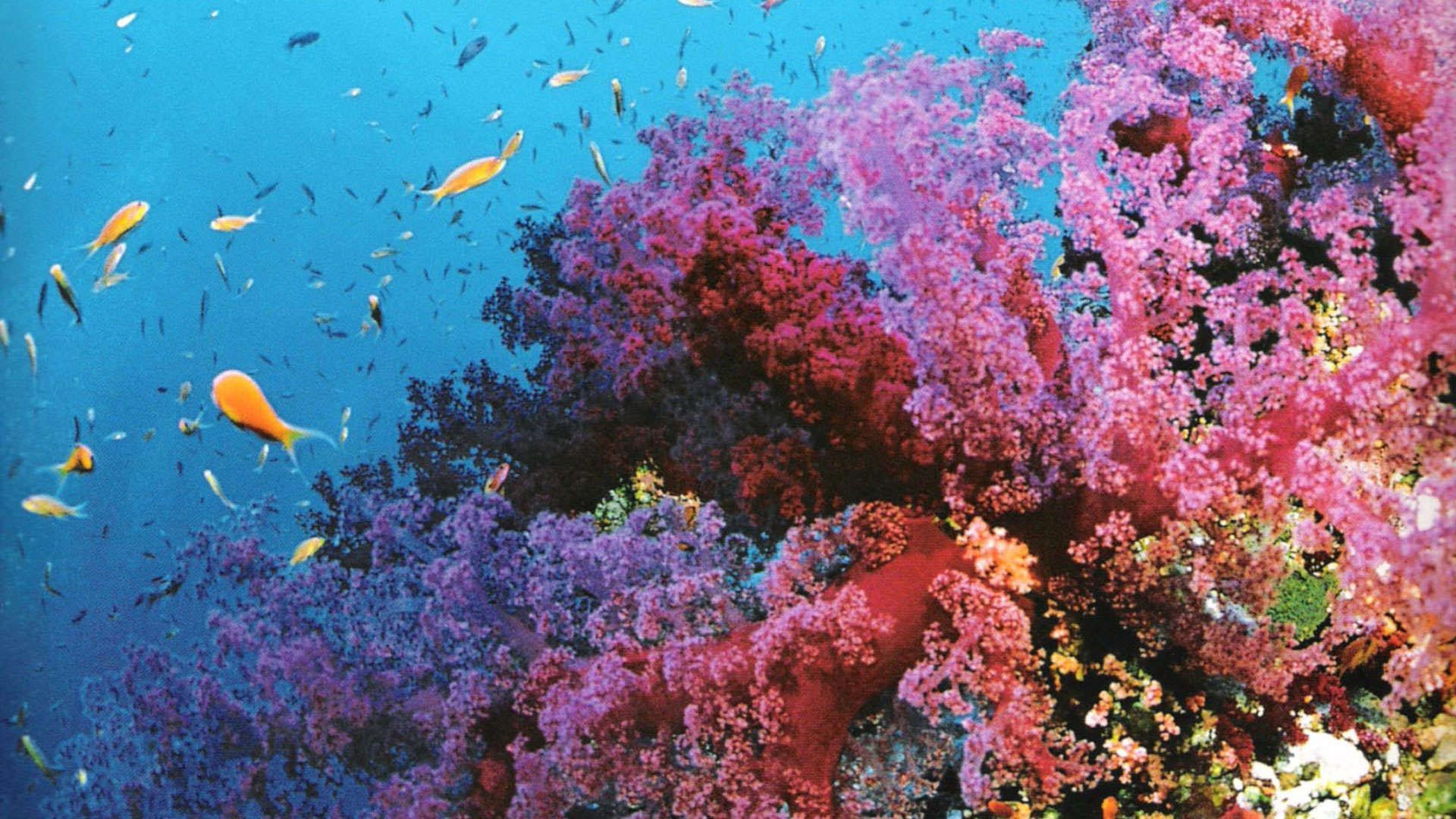 Great Barrier Reef Wallpapers