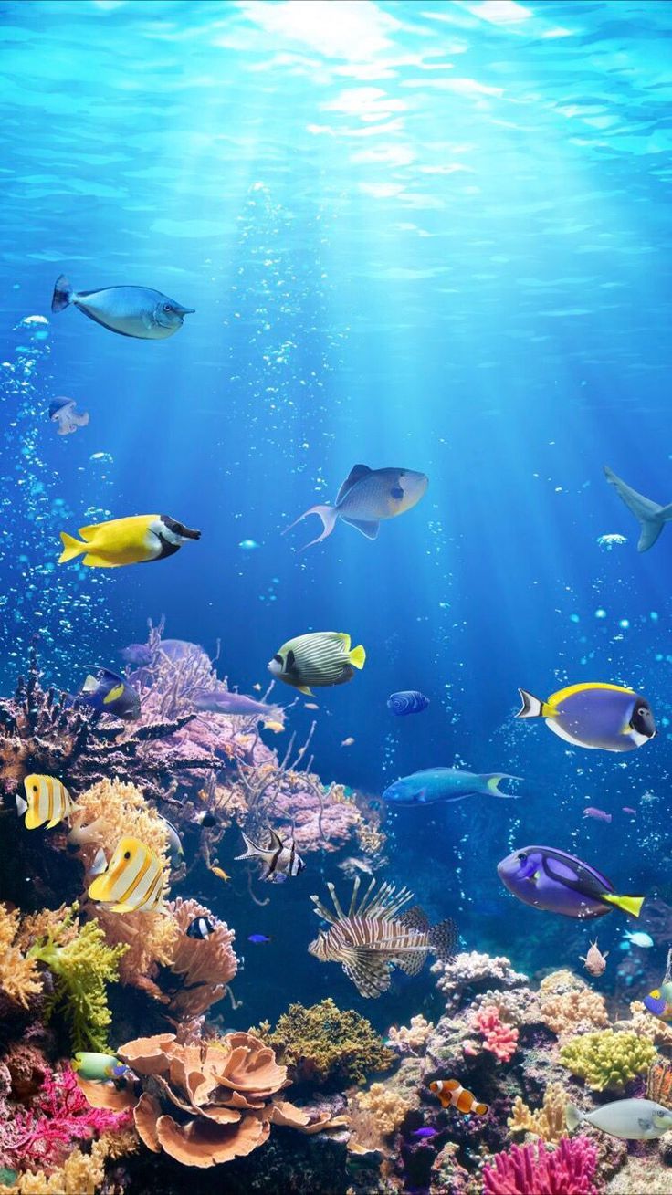 Great Barrier Reef Wallpapers