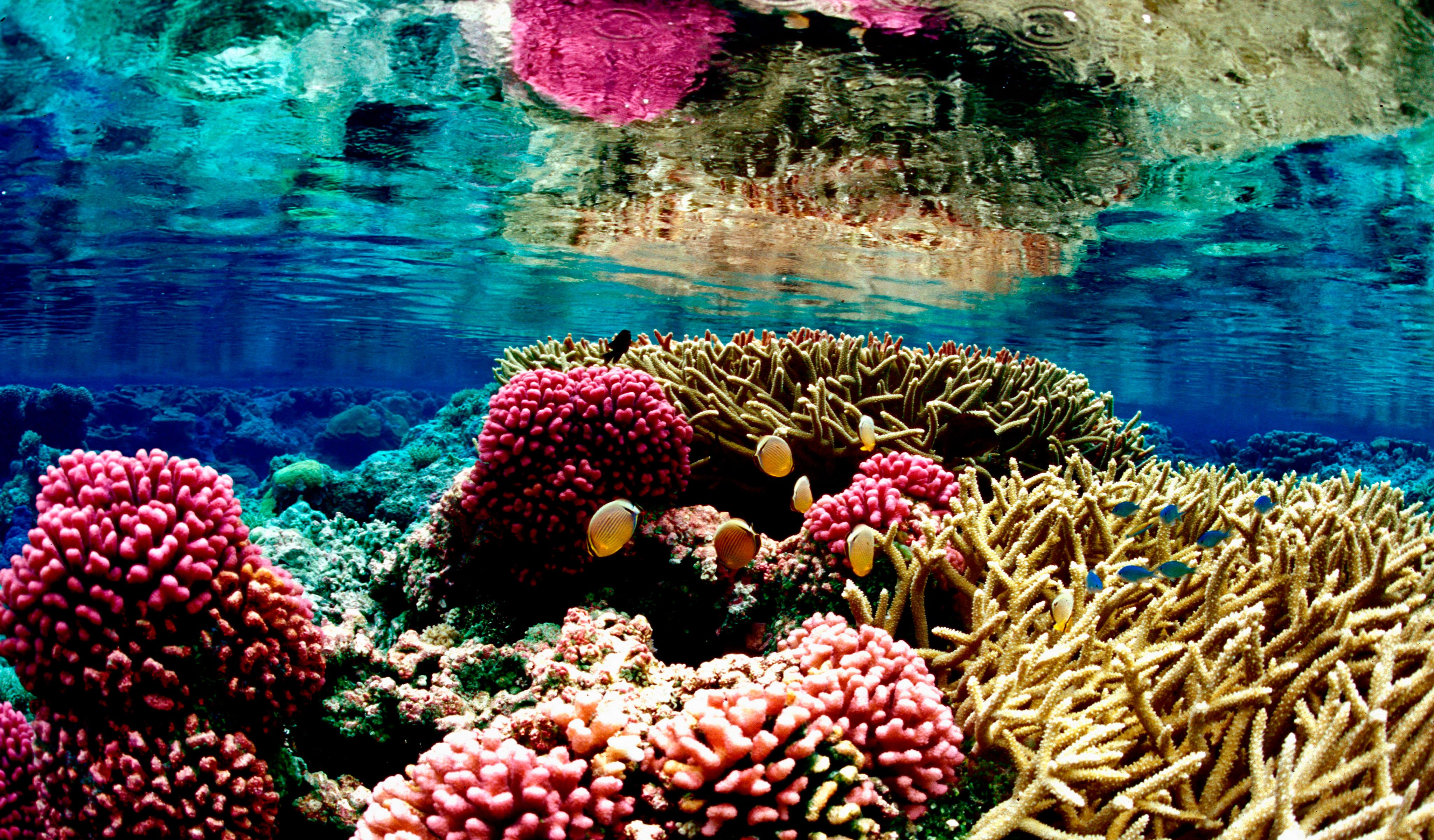 Great Barrier Reef Wallpapers