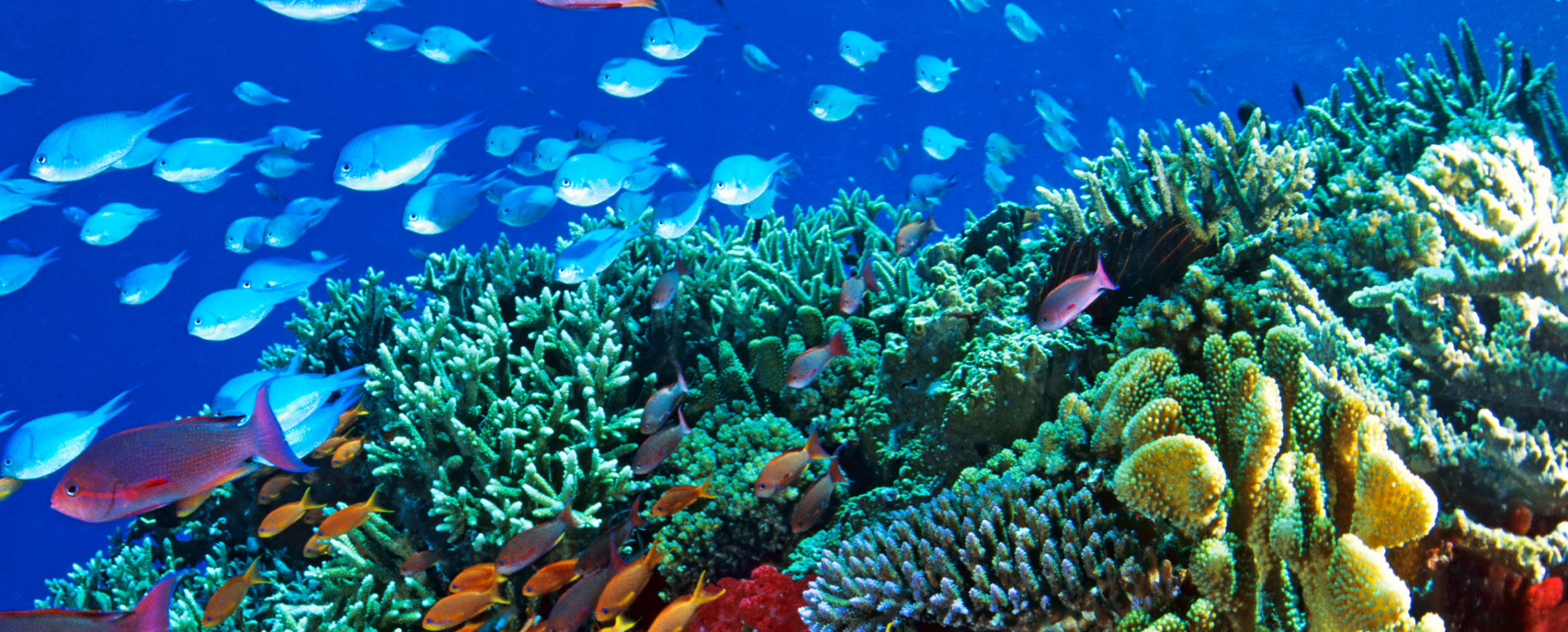 Great Barrier Reef Wallpapers