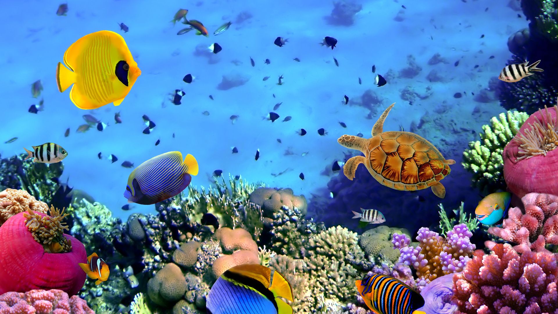 Great Barrier Reef Wallpapers