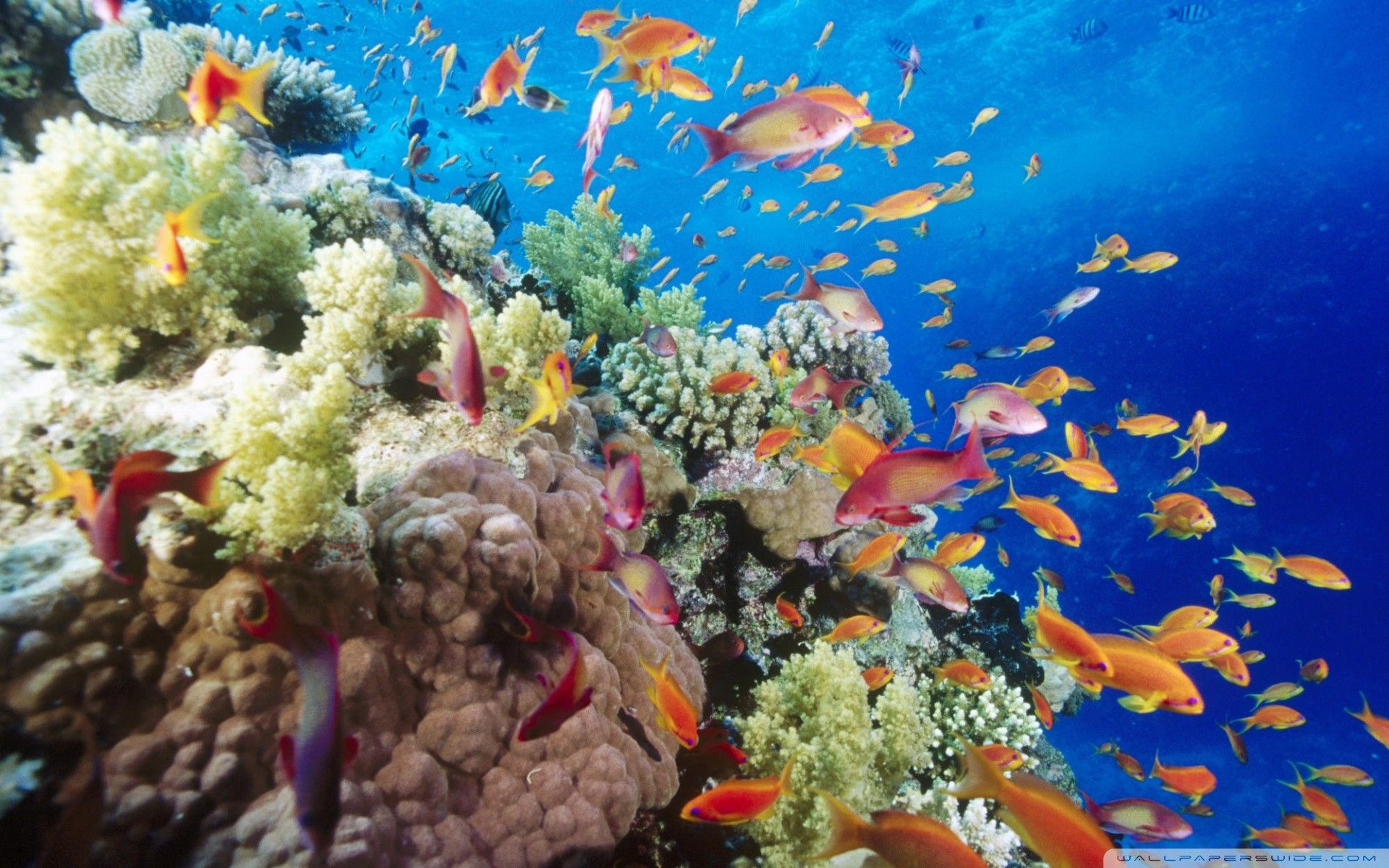 Great Barrier Reef Wallpapers