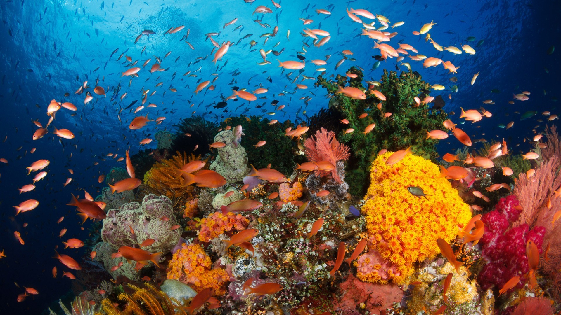 Great Barrier Reef Wallpapers