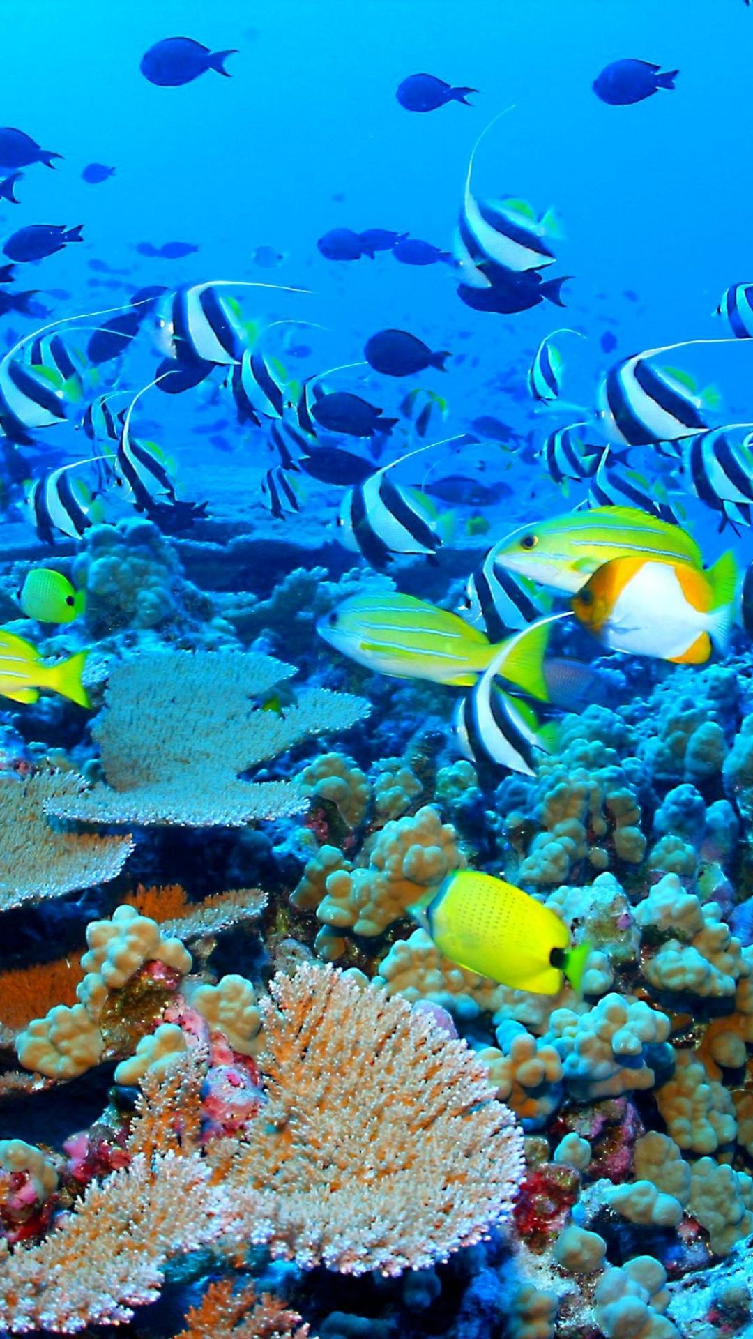 Great Barrier Reef Wallpapers