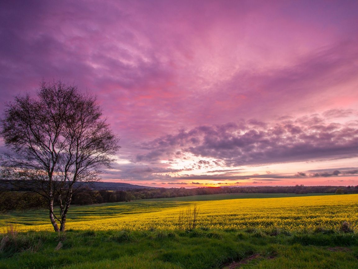 Green Grass And Fogg Under Purple Sky During Sunset Wallpapers