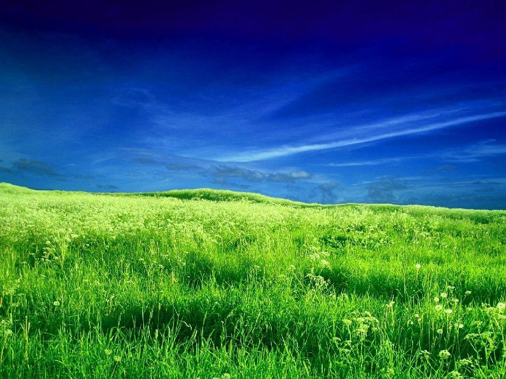 Green Meadow Field Wallpapers