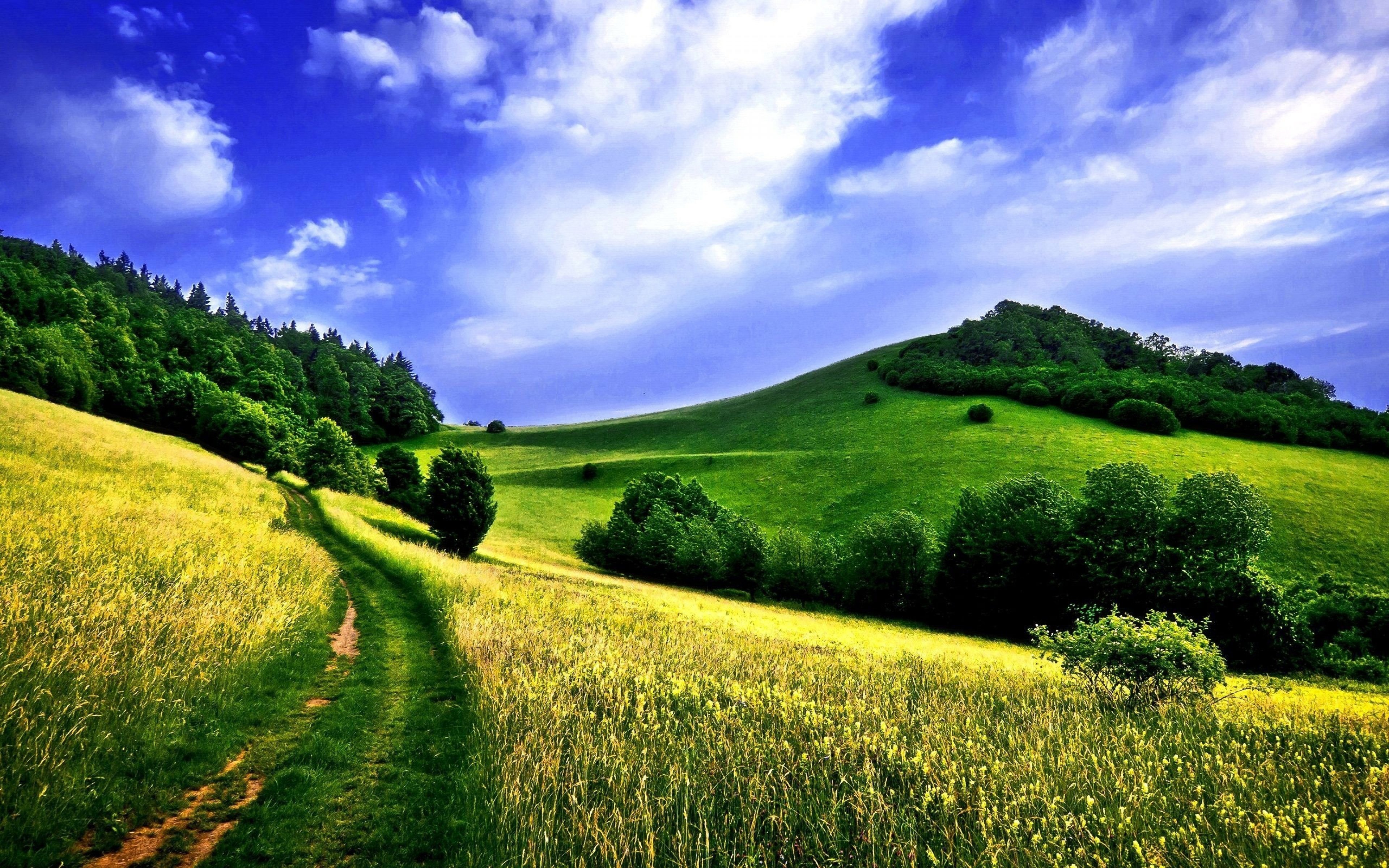 Green Meadow Field Wallpapers