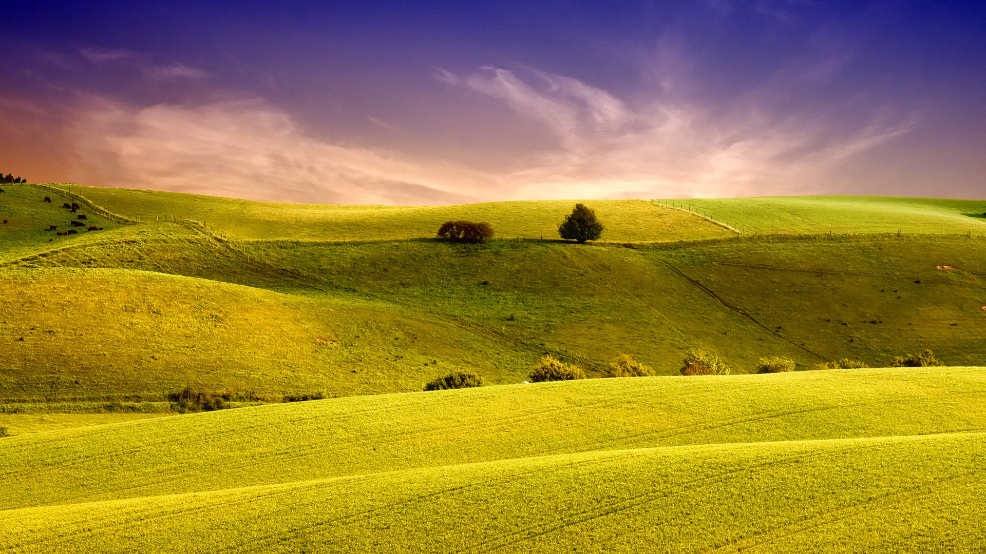 Green Meadow Field Wallpapers