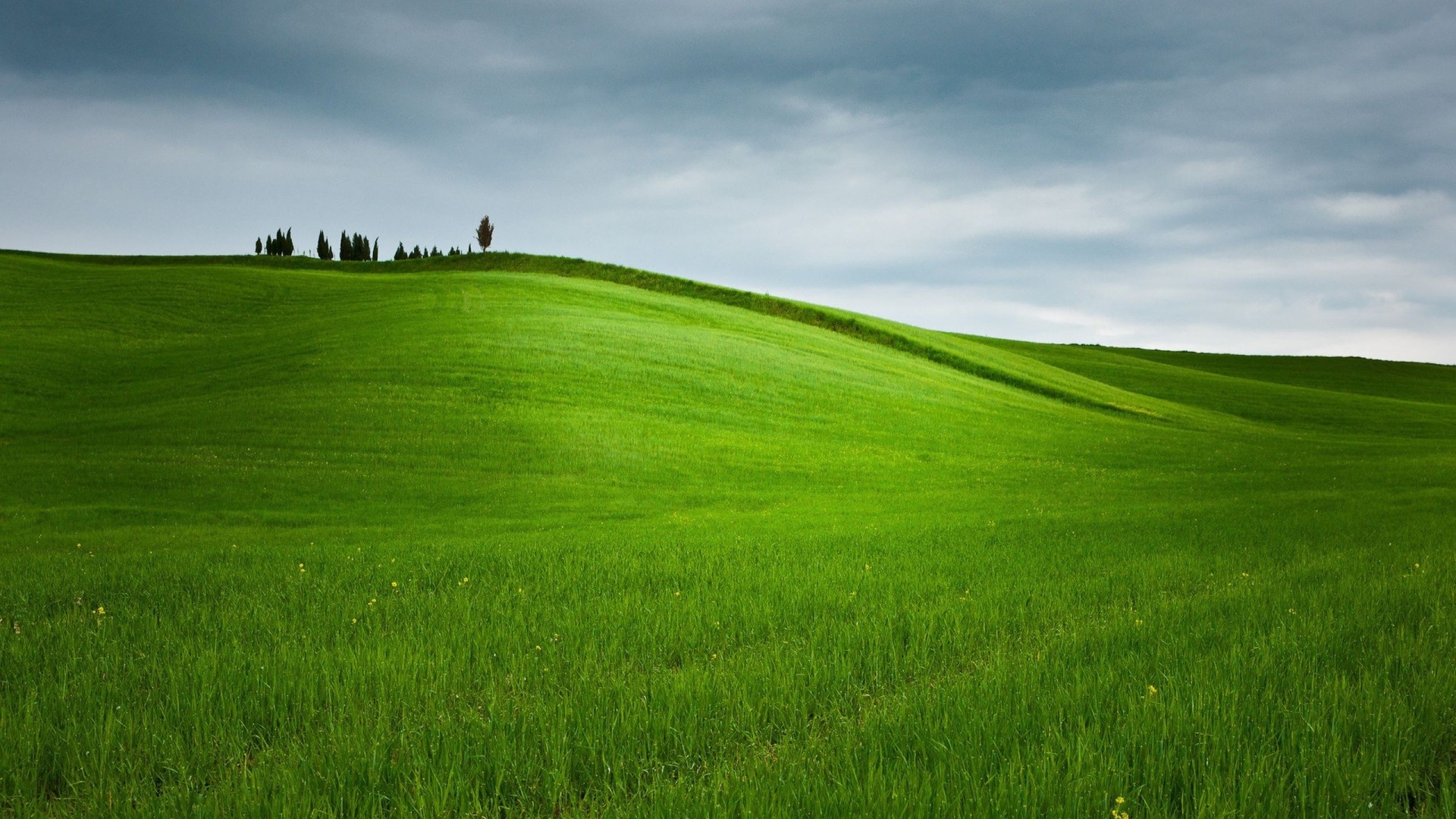 Green Meadow Field Wallpapers