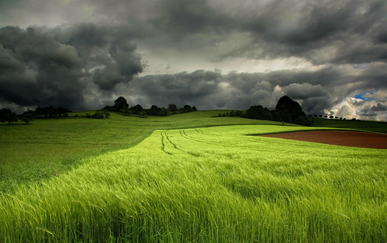 Green Meadow Field Wallpapers