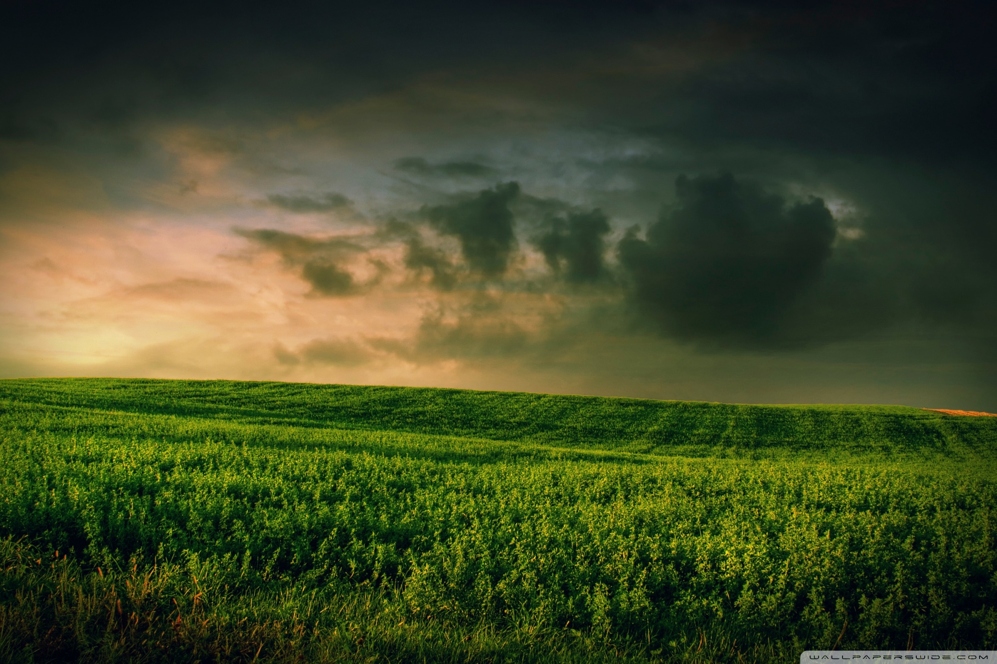 Green Meadow Field Wallpapers