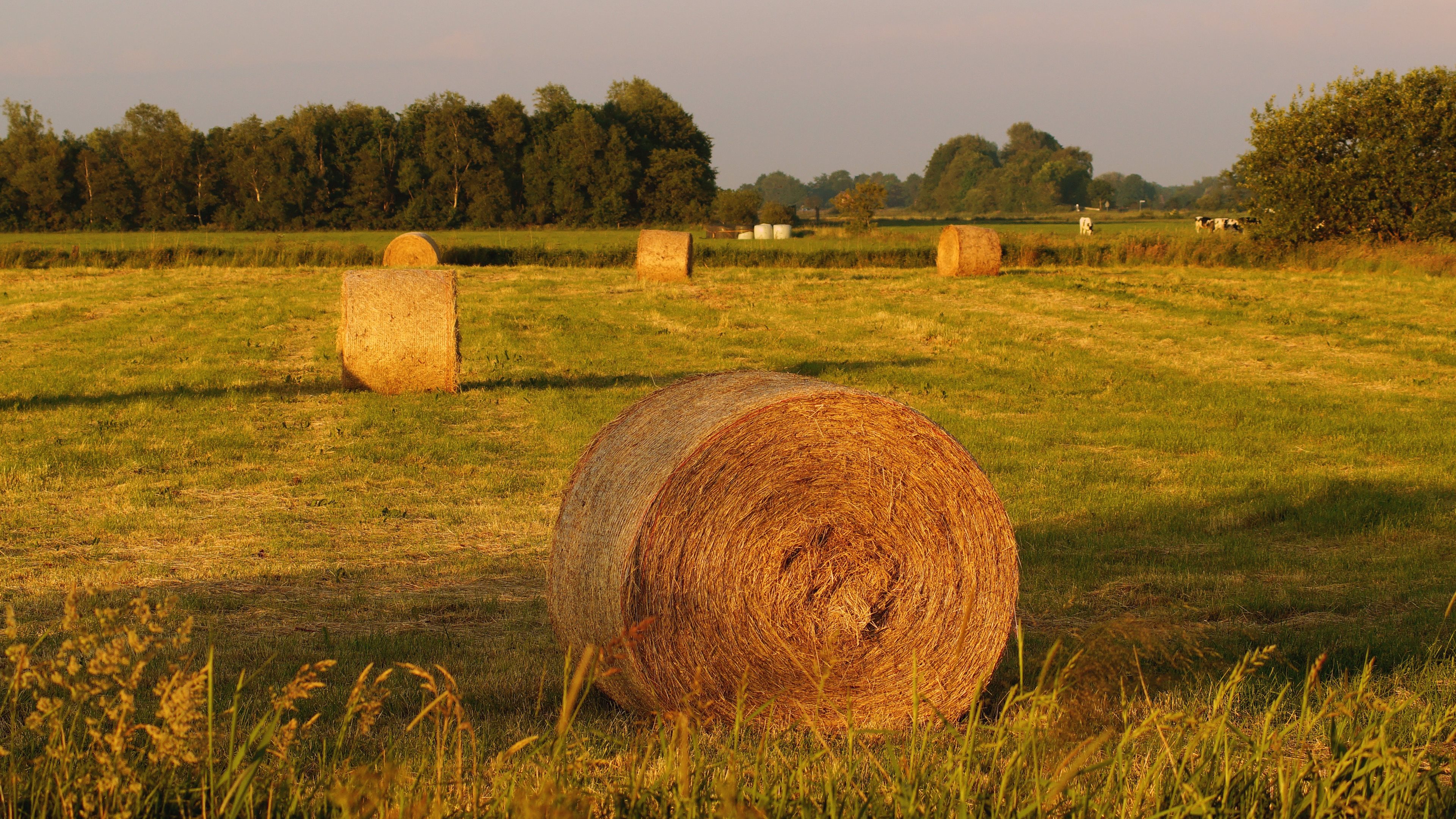 Haystack 4K Field Wallpapers