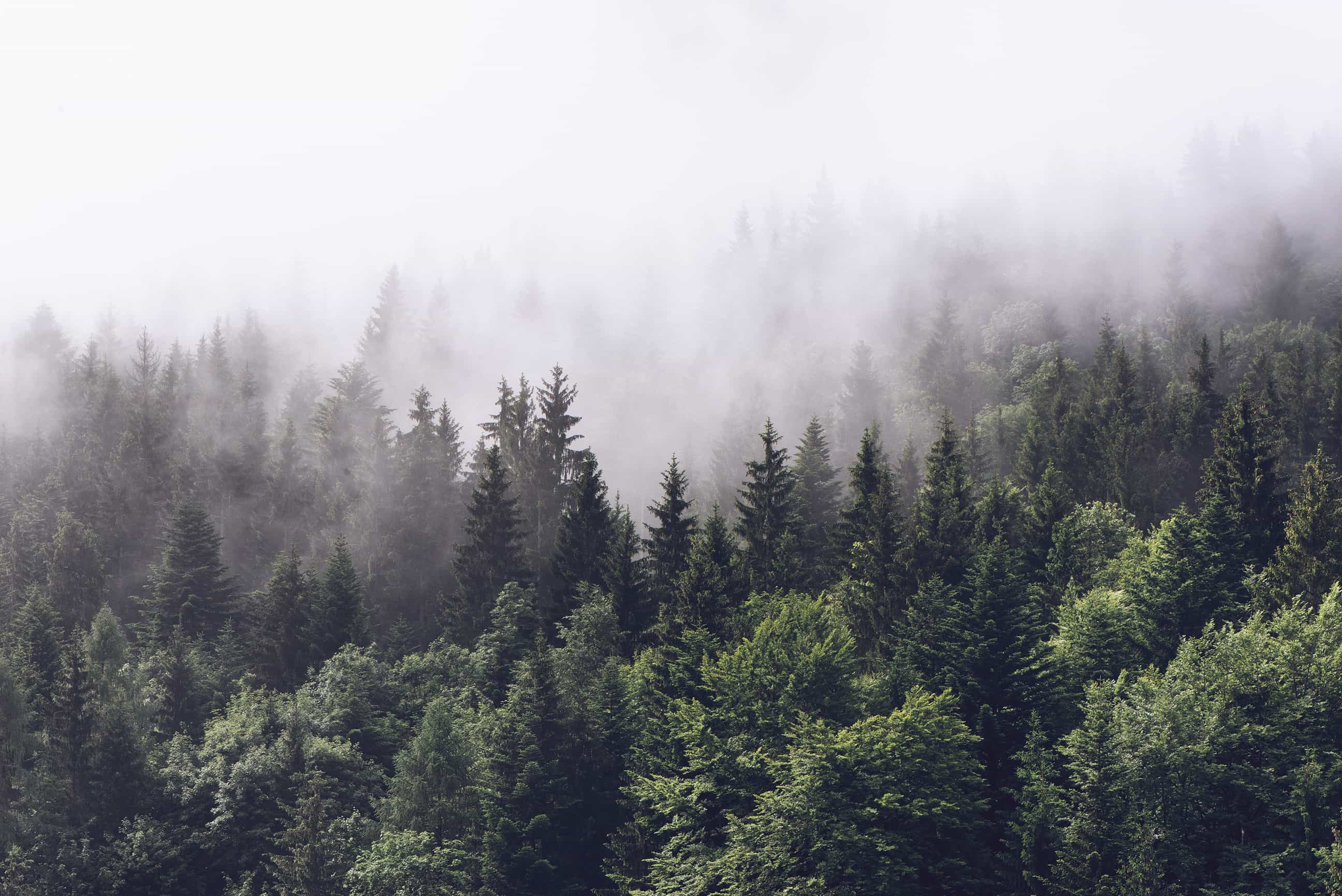 Hd Cloudy Forest Wallpapers
