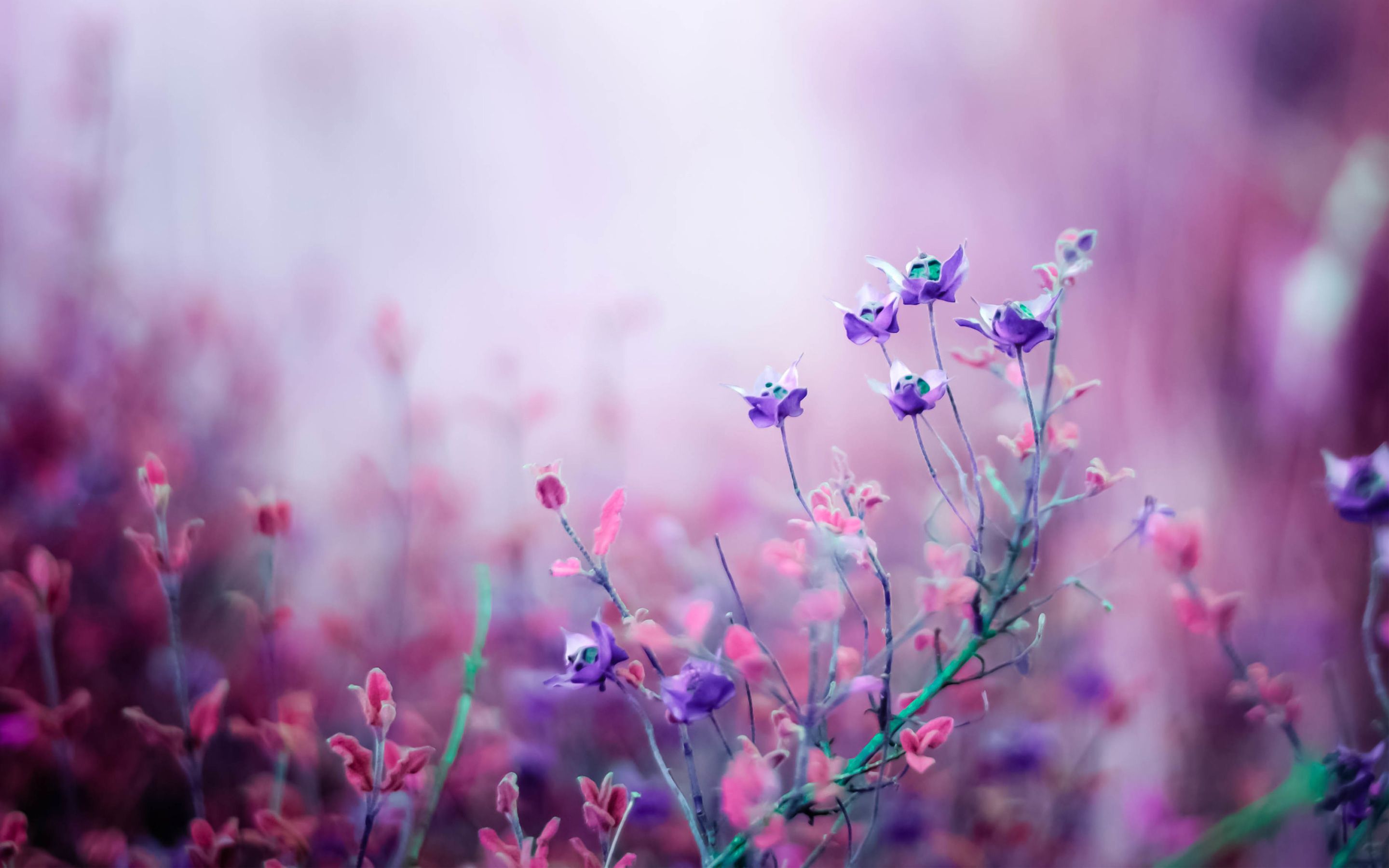 Hd Flowers Wallpapers