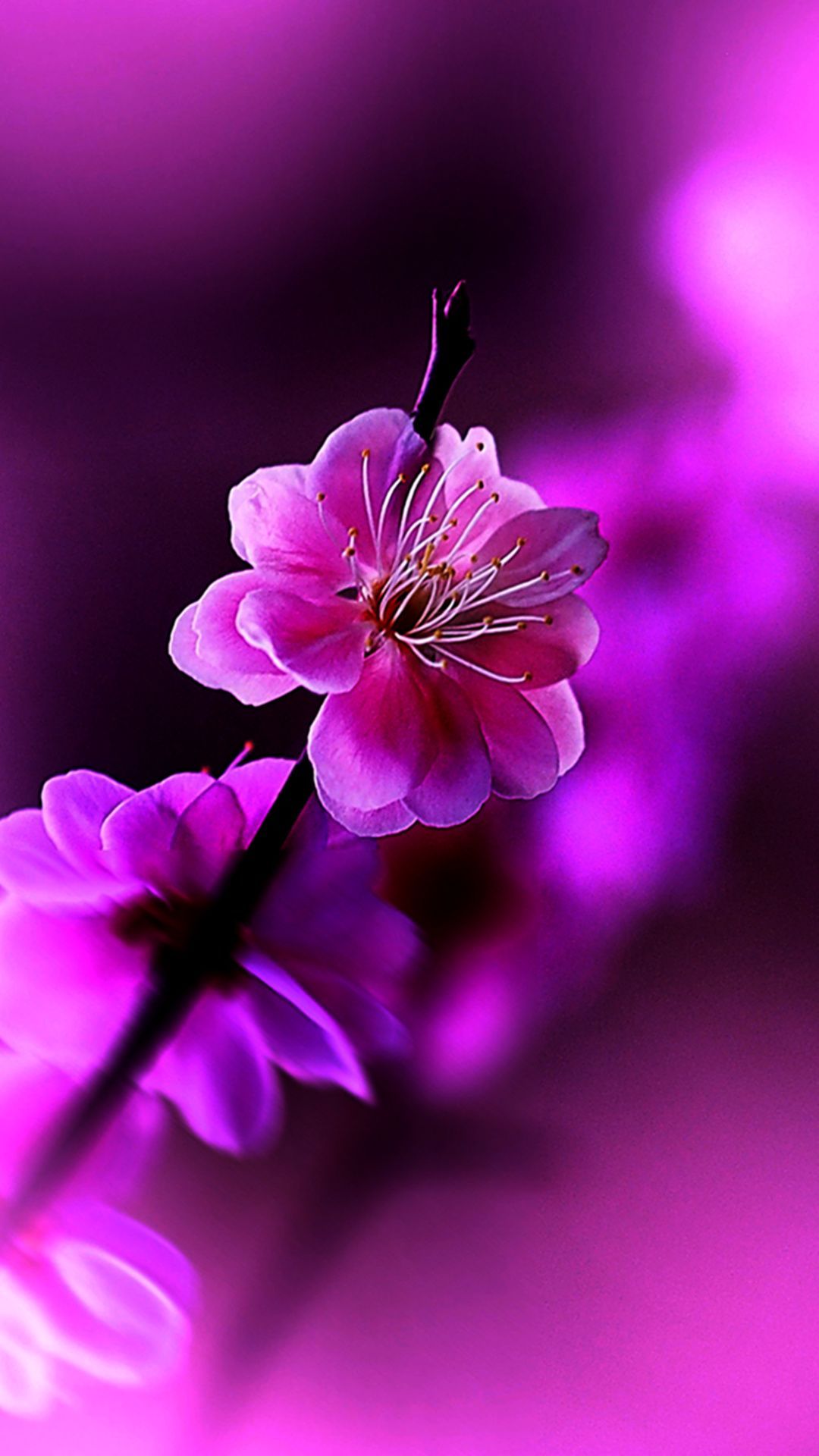 Hd Flowers Wallpapers