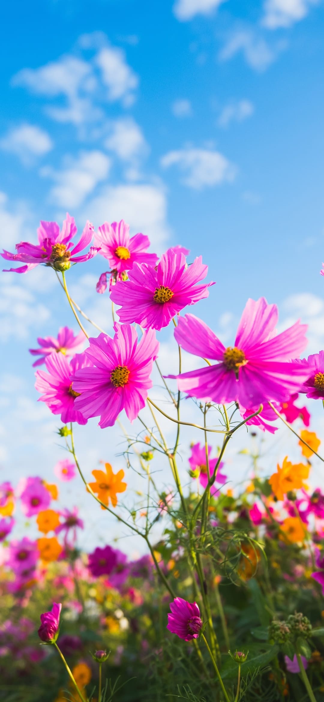 Hd Flowers Wallpapers