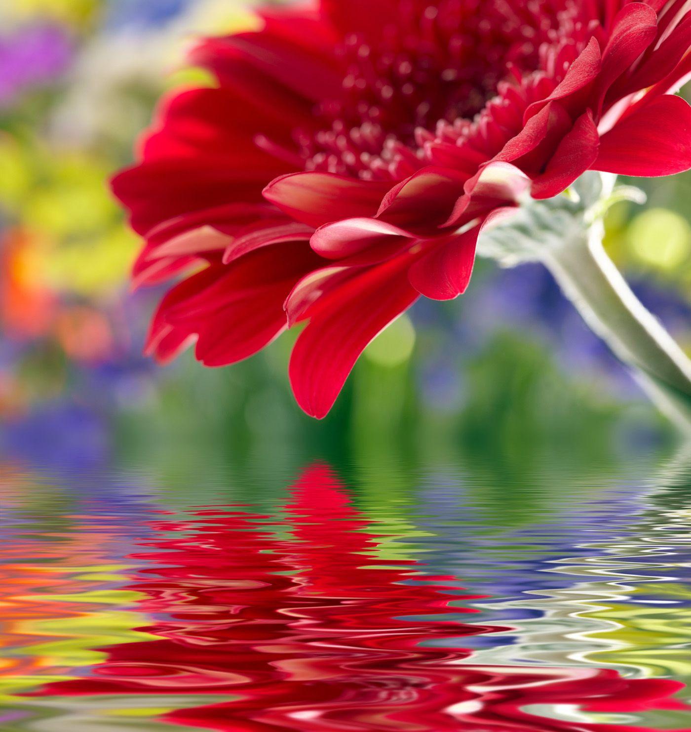 Hd Flowers Wallpapers