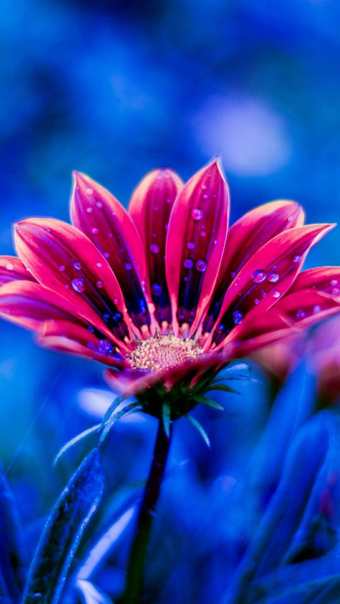 Hd Flowers Wallpapers