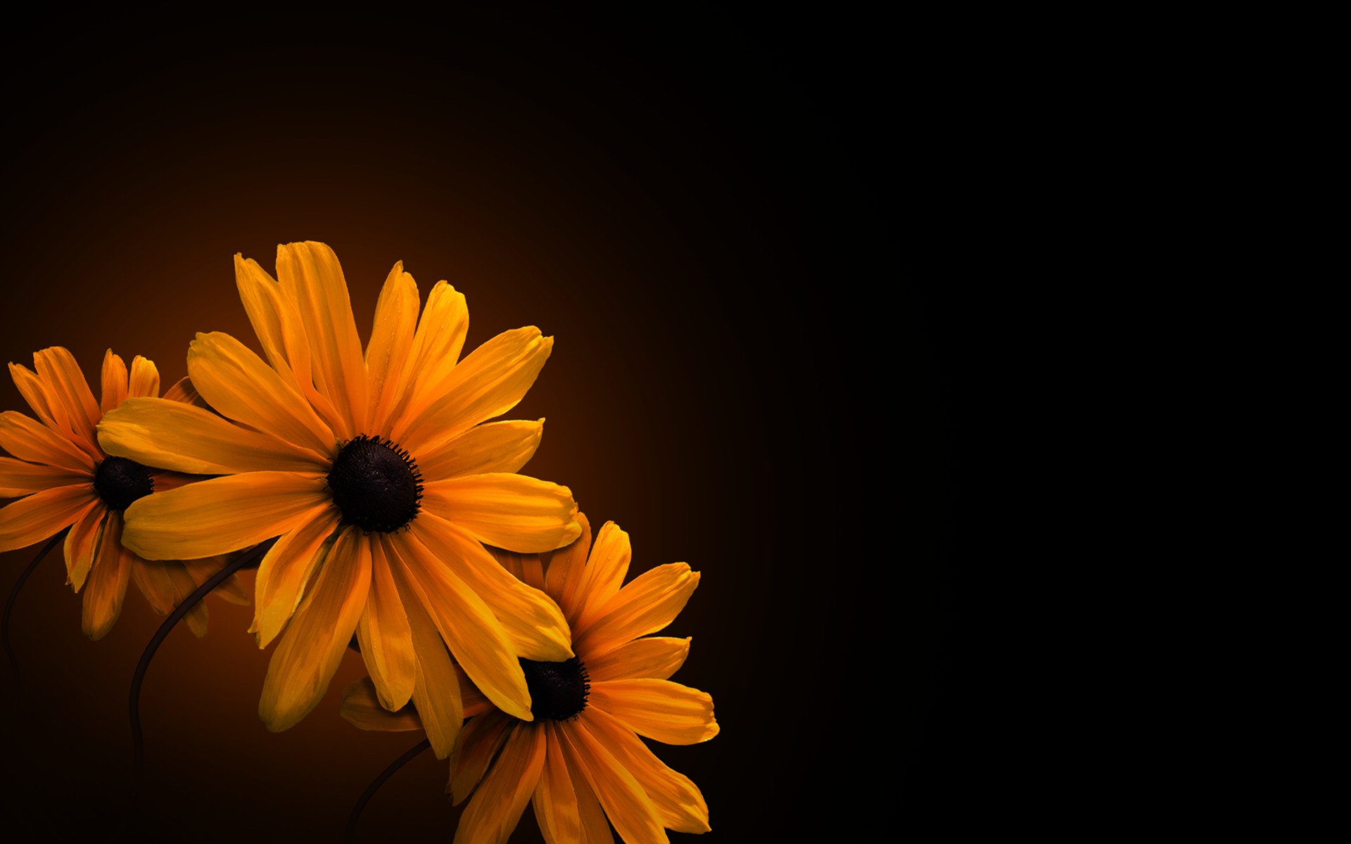 Hd Flowers Wallpapers