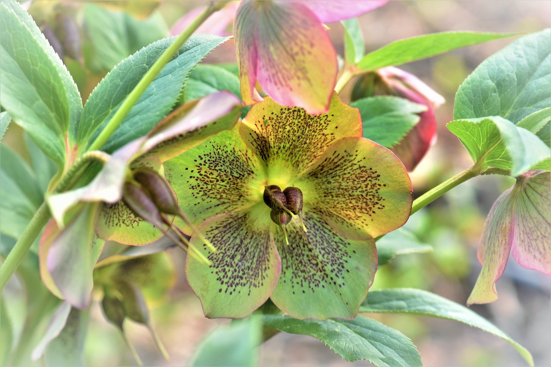 Hellebore Wallpapers