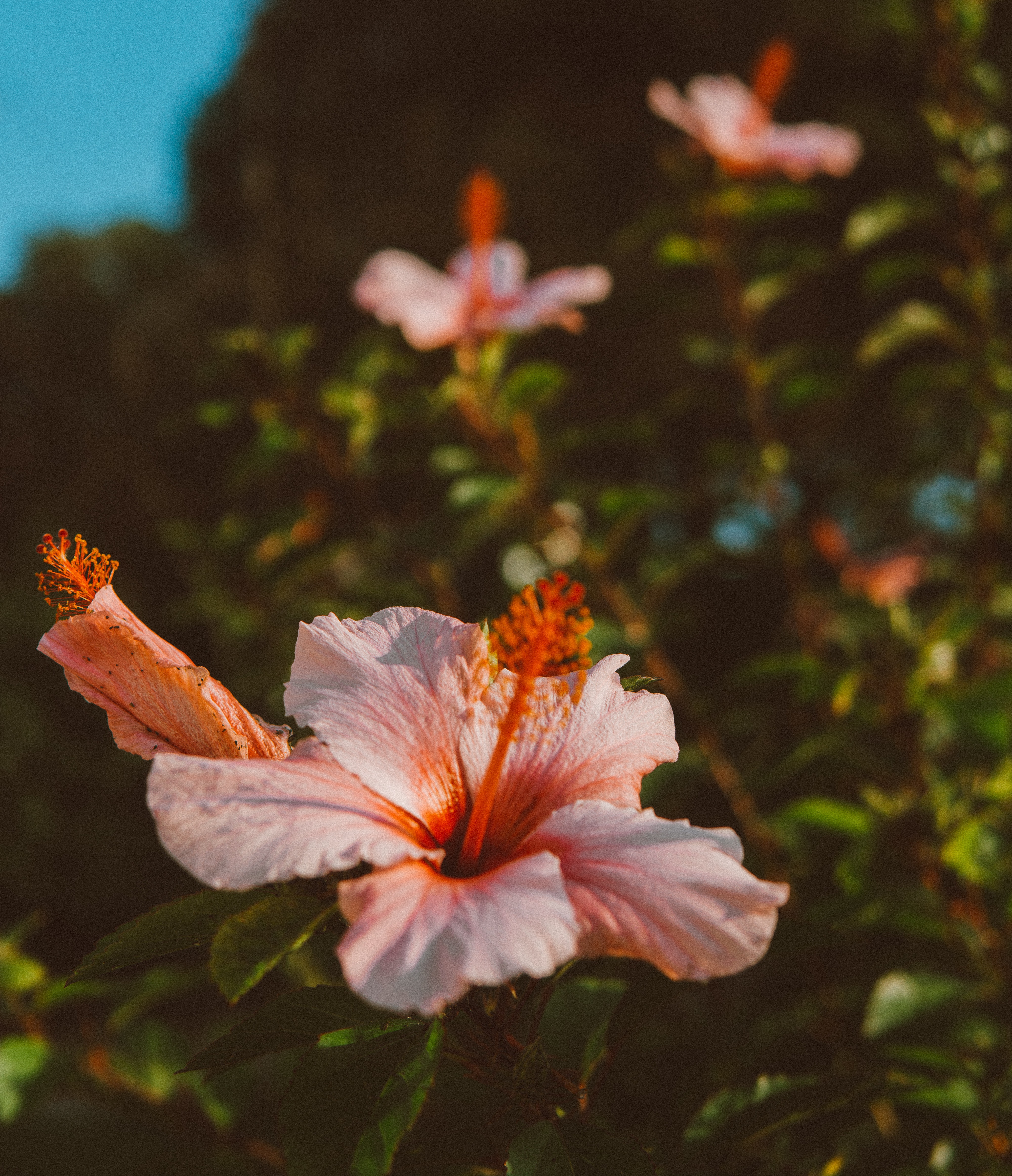 Hibiscus Wallpapers