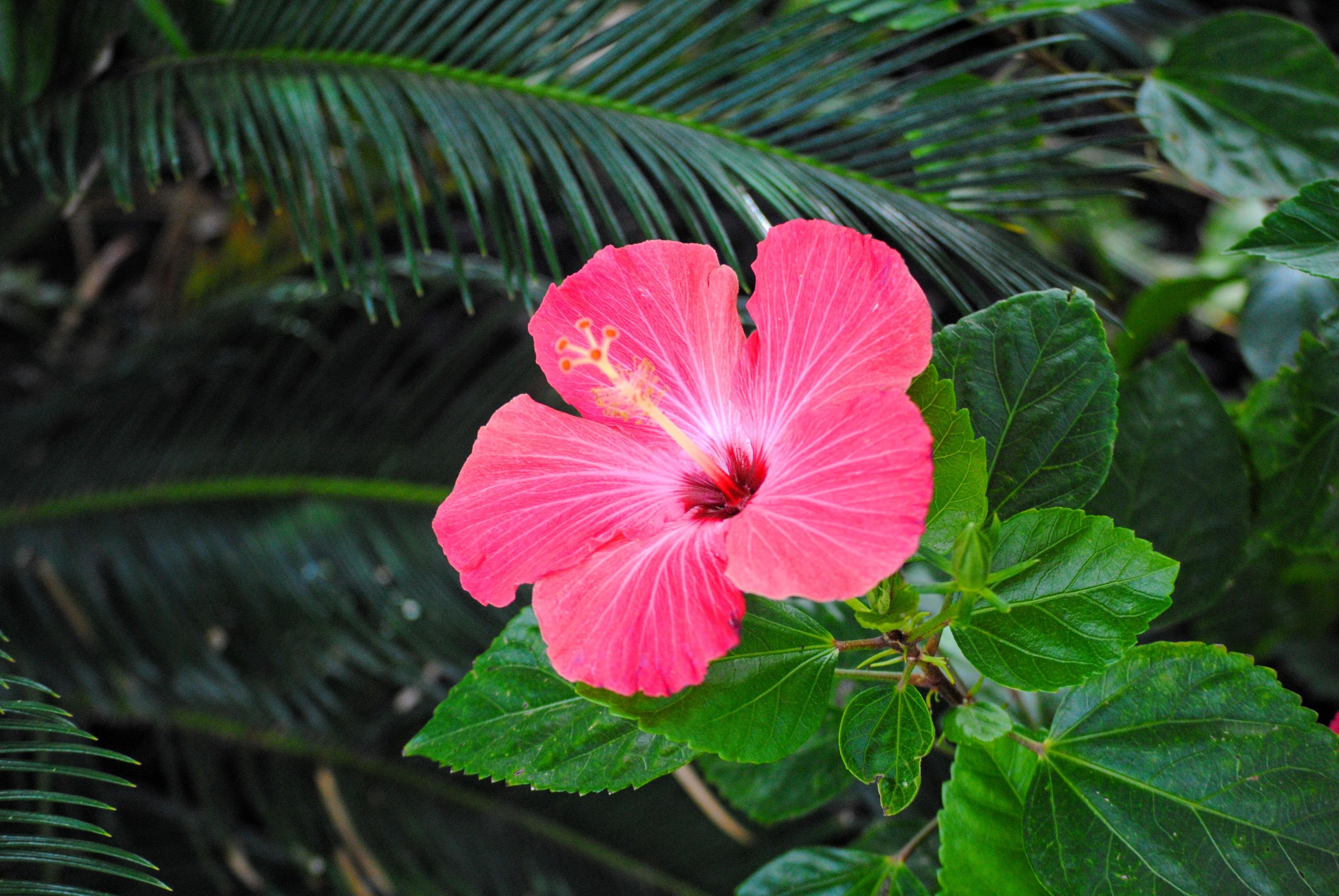 Hibiscus Wallpapers